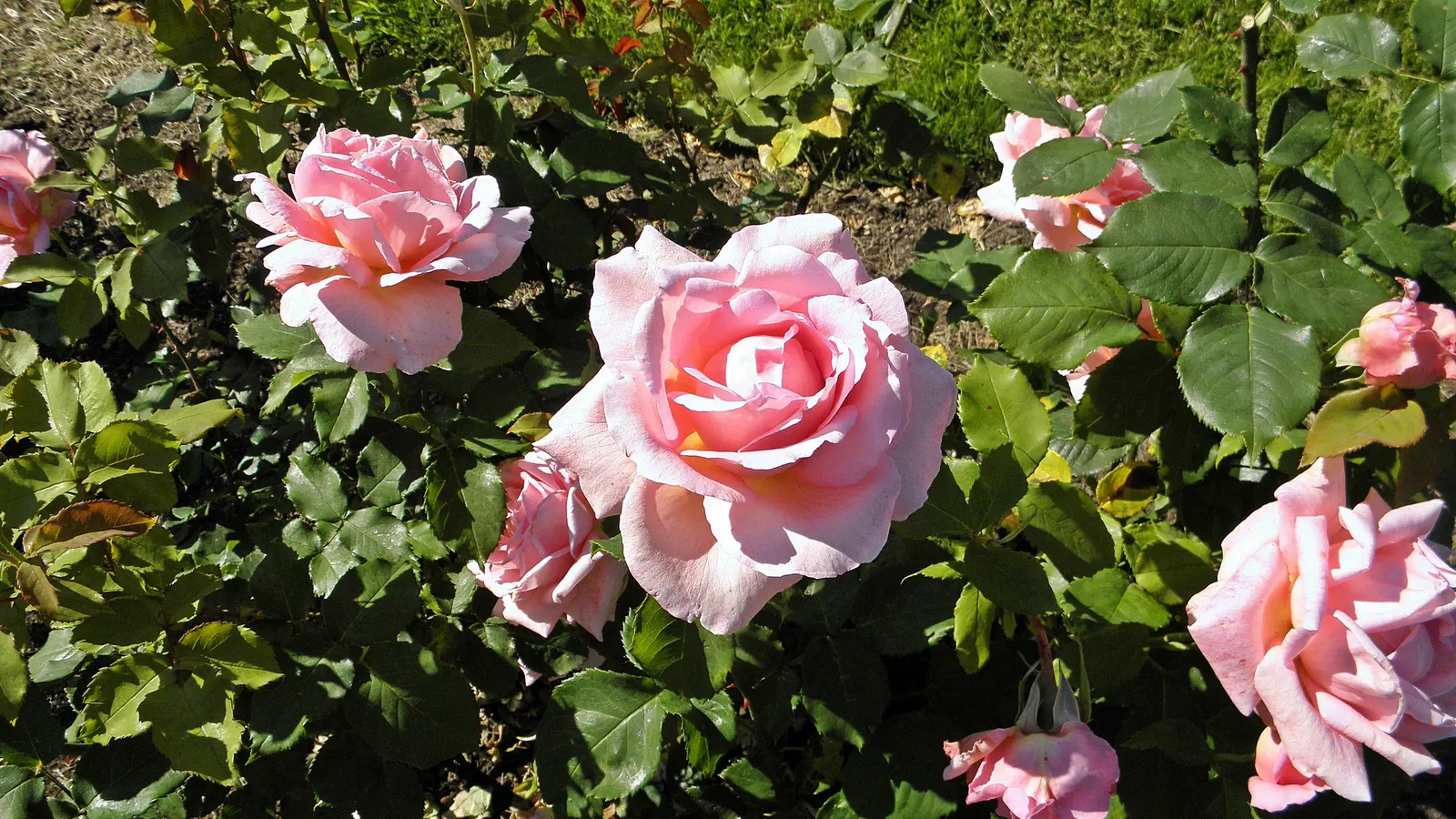 Tiffany Hybrid Tea Rose (Rosa 'Tiffany') — It flourishes in well-drained soil, reaching 4 to 5 feet in height, with a spread of 2 to 3 feet