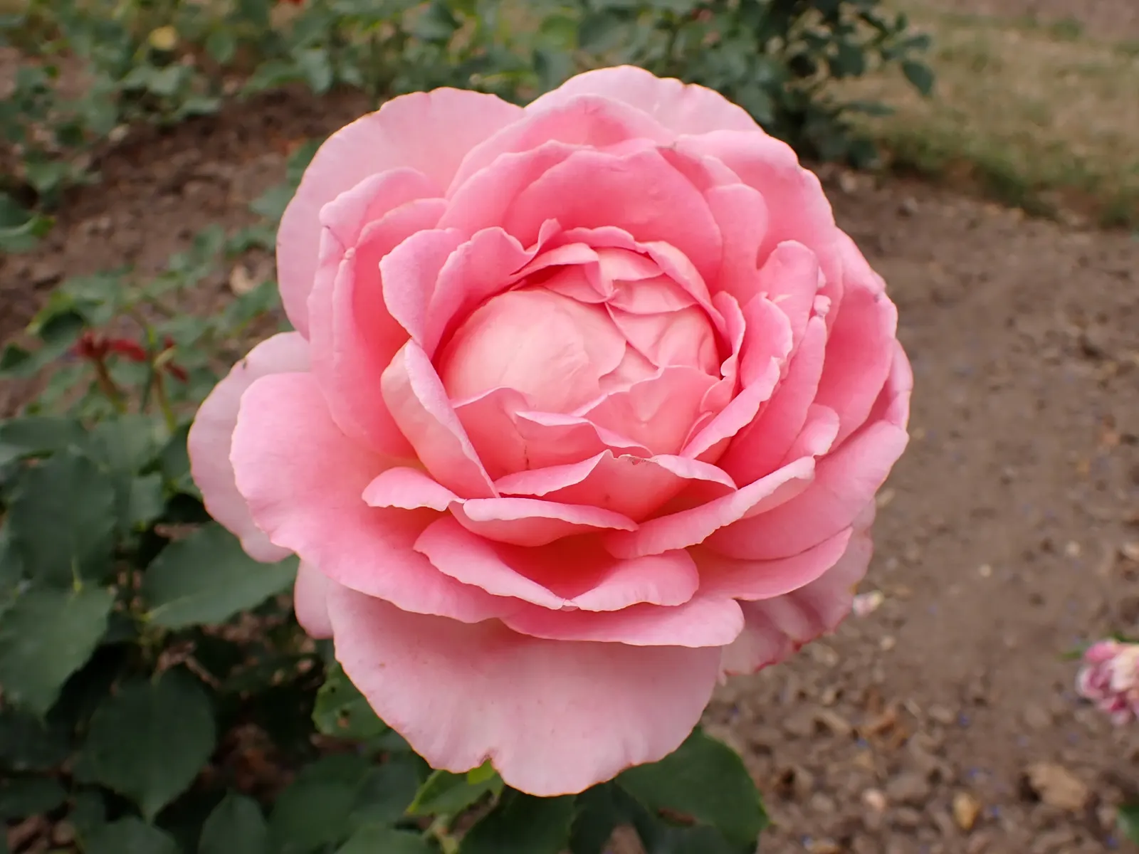 Tiffany Hybrid Tea Rose (Rosa 'Tiffany') — showcasing its vibrant blooms from late spring through fall