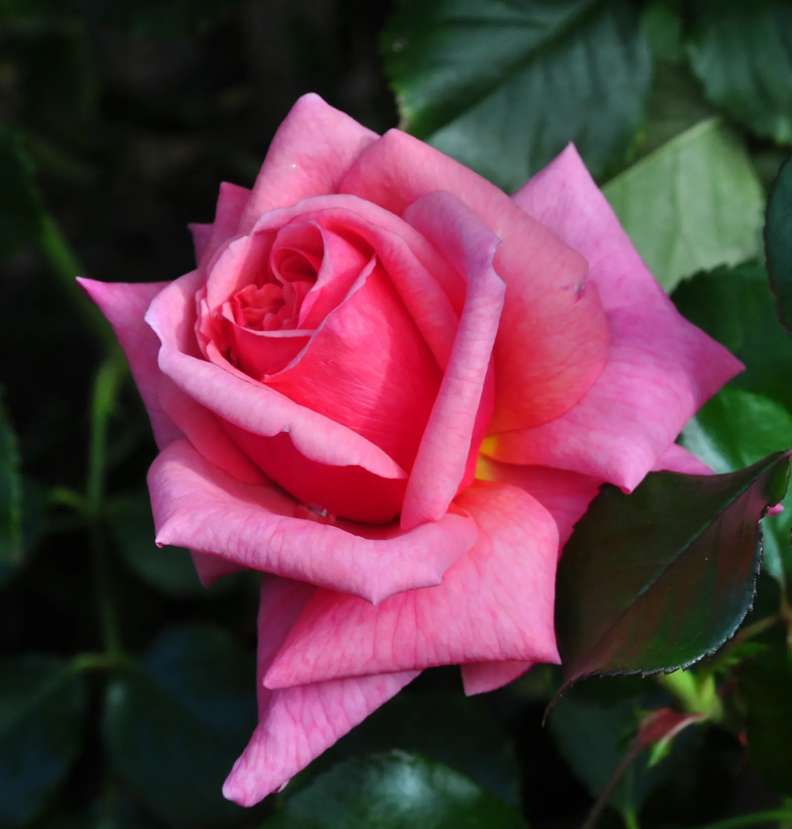 Tiffany Hybrid Tea Rose (Rosa 'Tiffany') — which gracefully unfurls into a perfectly symmetrical form.<br><br>As a perennial