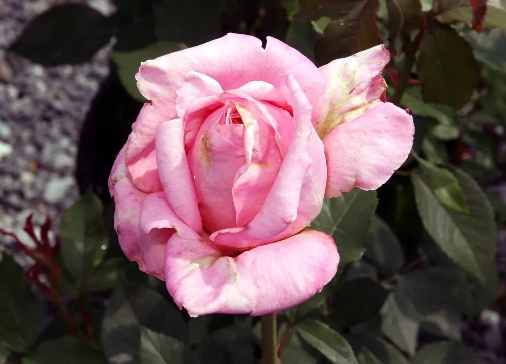 Tiffany Hybrid Tea Rose (Rosa 'Tiffany') — making it a favorite among gardeners and floral enthusiasts alike