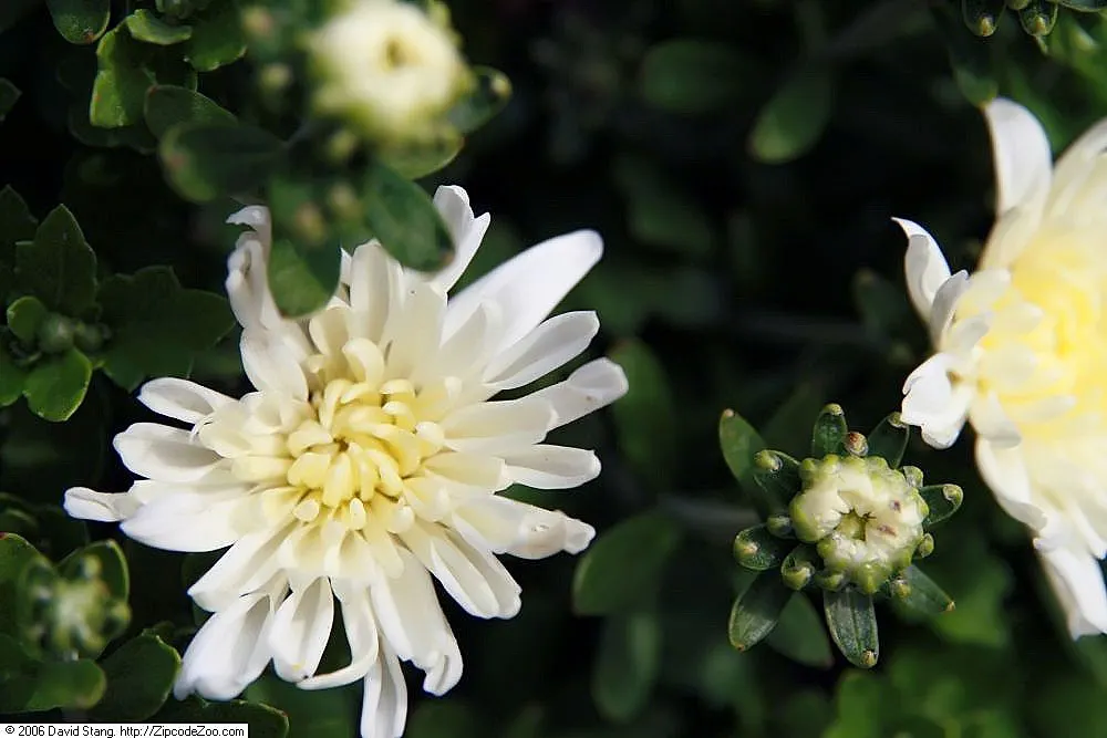 Tiffany Hybrid Tea Rose (Rosa 'Tiffany') — It adds a sensory layer to any garden with its strong