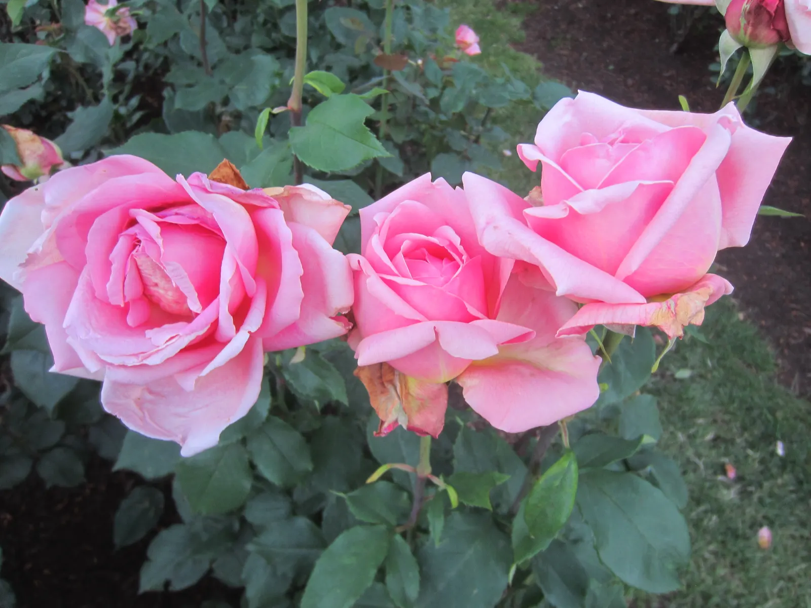 Tiffany Hybrid Tea Rose (Rosa 'Tiffany') — Full sunlight encourages optimal blooming