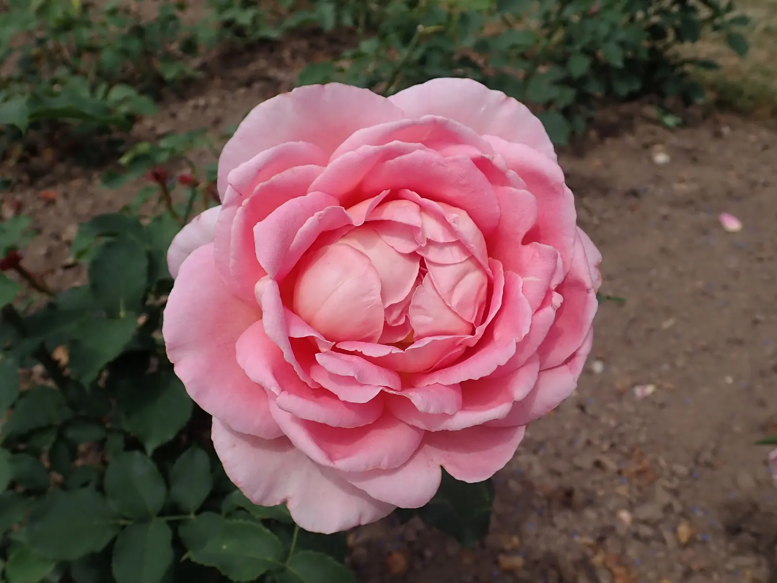 Tiffany Hybrid Tea Rose (Rosa 'Tiffany') — consider incorporating the Tiffany Hybrid Tea Rose for its timeless charm
