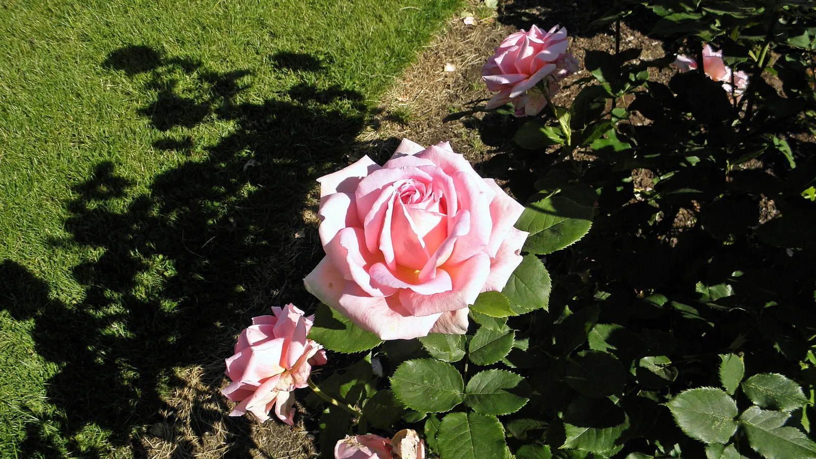 Tiffany Hybrid Tea Rose (Rosa 'Tiffany') — This repeat bloomer is disease-resistant
