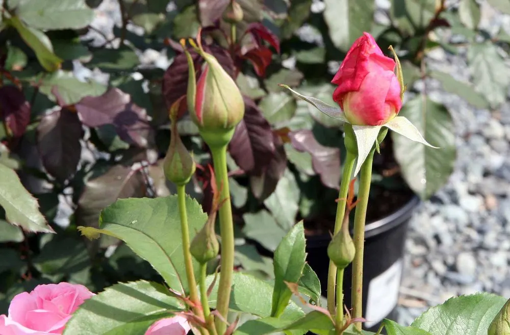 Tiffany Hybrid Tea Rose (Rosa 'Tiffany') — full-petaled blooms that exhibit a delightful pink hue