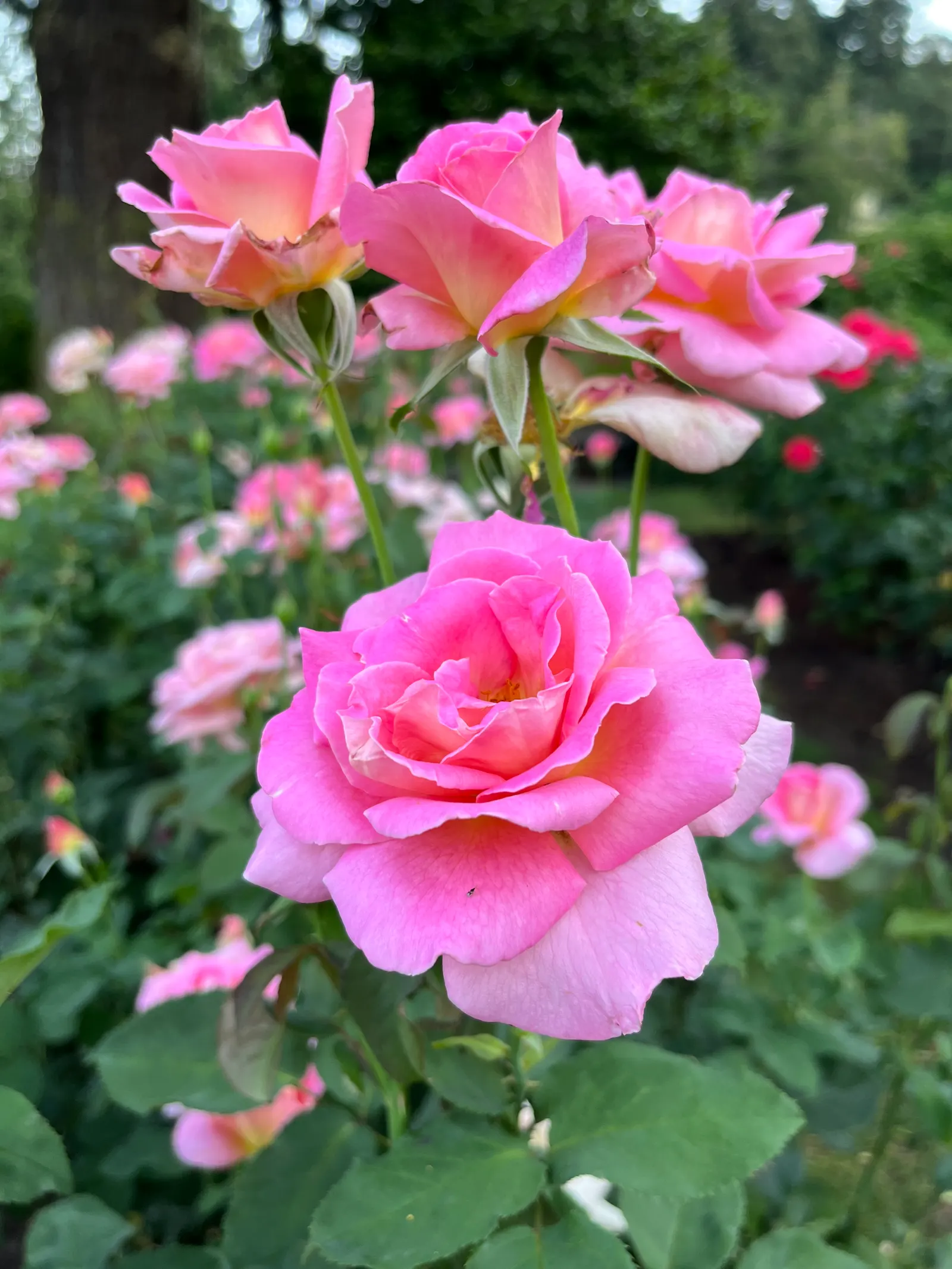 Tiffany Hybrid Tea Rose (Rosa 'Tiffany') — requiring at least six hours of direct sunlight each day to maintain its vigor and flowering potential