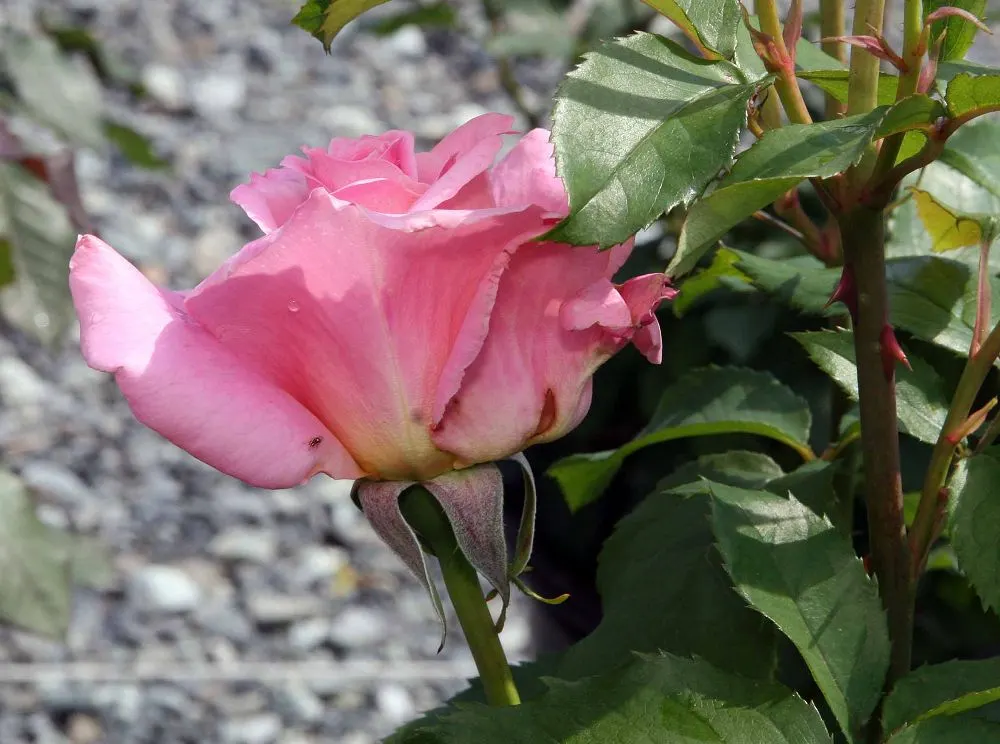Tiffany Hybrid Tea Rose (Rosa 'Tiffany') — the Tiffany Rose makes a splendid choice for mixed borders or as a standalone specimen