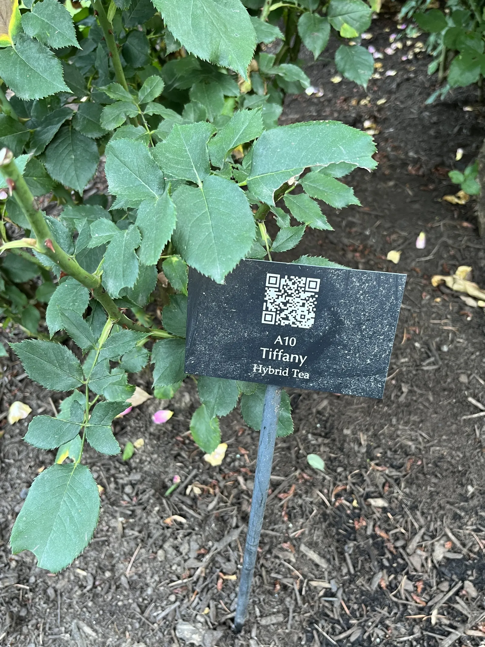 Tiffany Hybrid Tea Rose (Rosa 'Tiffany') — blended artfully with soft peach undertones