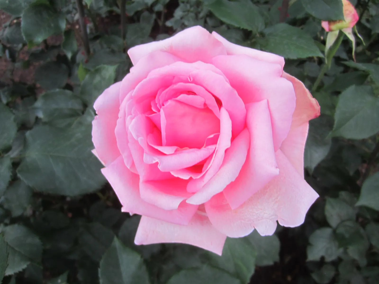Tiffany Hybrid Tea Rose (Rosa 'Tiffany') — This rose should be planted in well-draining soil