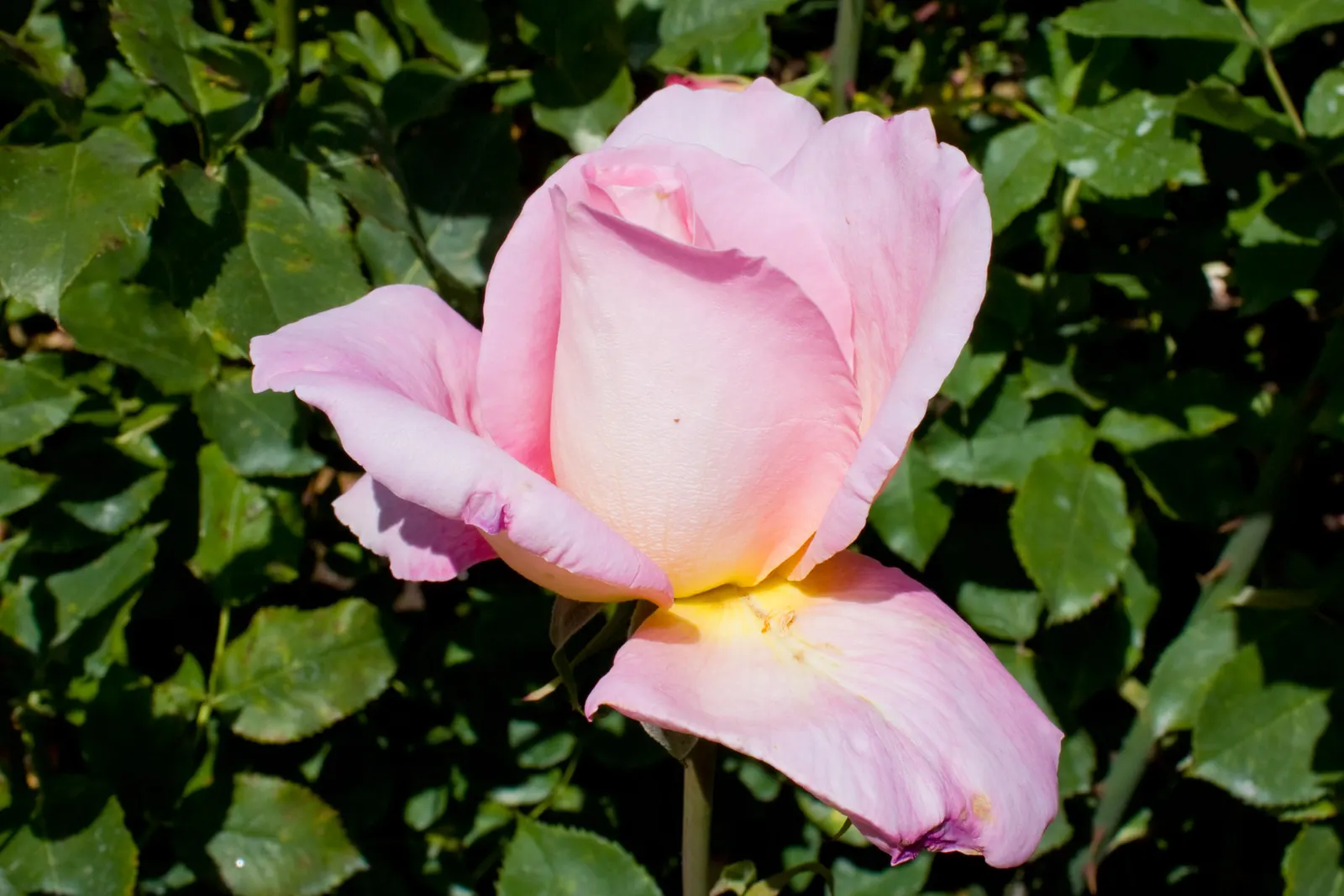 Tiffany Hybrid Tea Rose (Rosa 'Tiffany') — When planning a landscape design