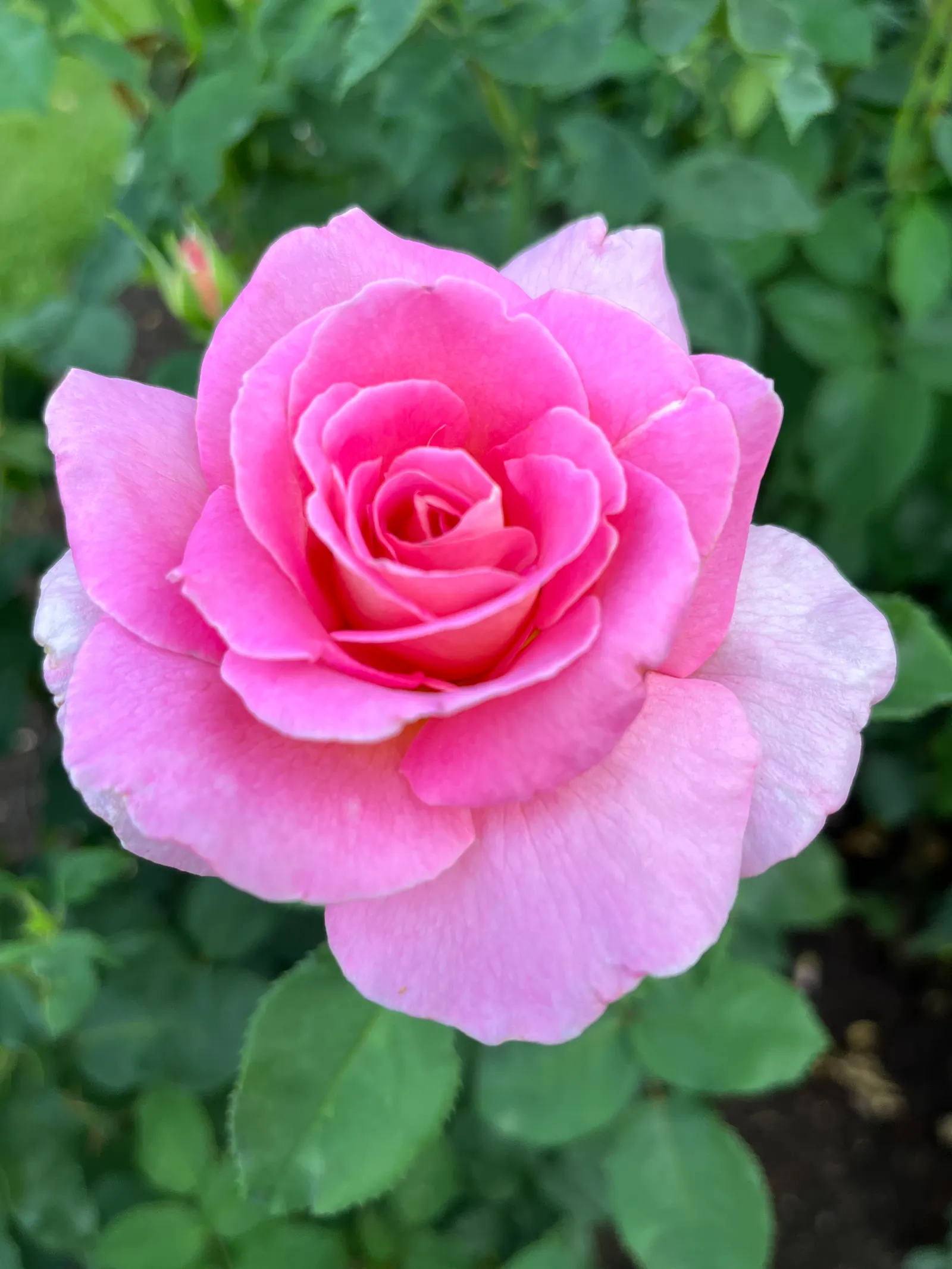 Tiffany Hybrid Tea Rose (Rosa 'Tiffany') — It prefers full sun exposure