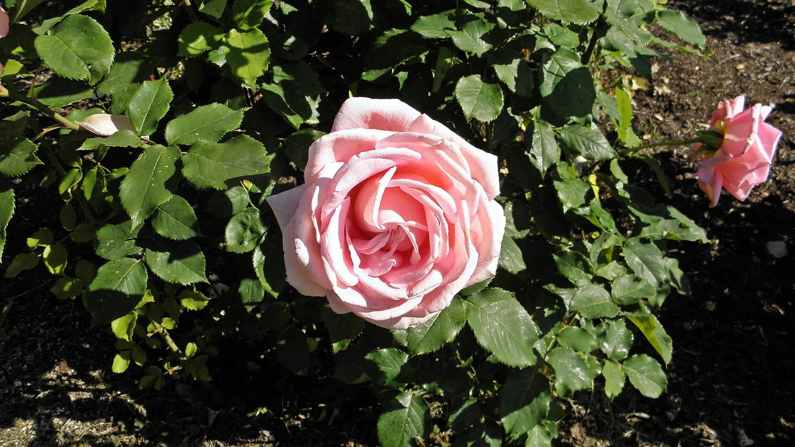 Tiffany Hybrid Tea Rose (Rosa 'Tiffany') — pink petals with peachy undertones and a strong