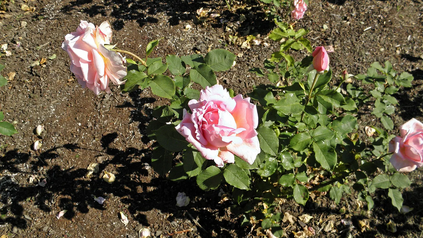 Tiffany Hybrid Tea Rose (Rosa 'Tiffany') — which typically range from 18 to 24 inches