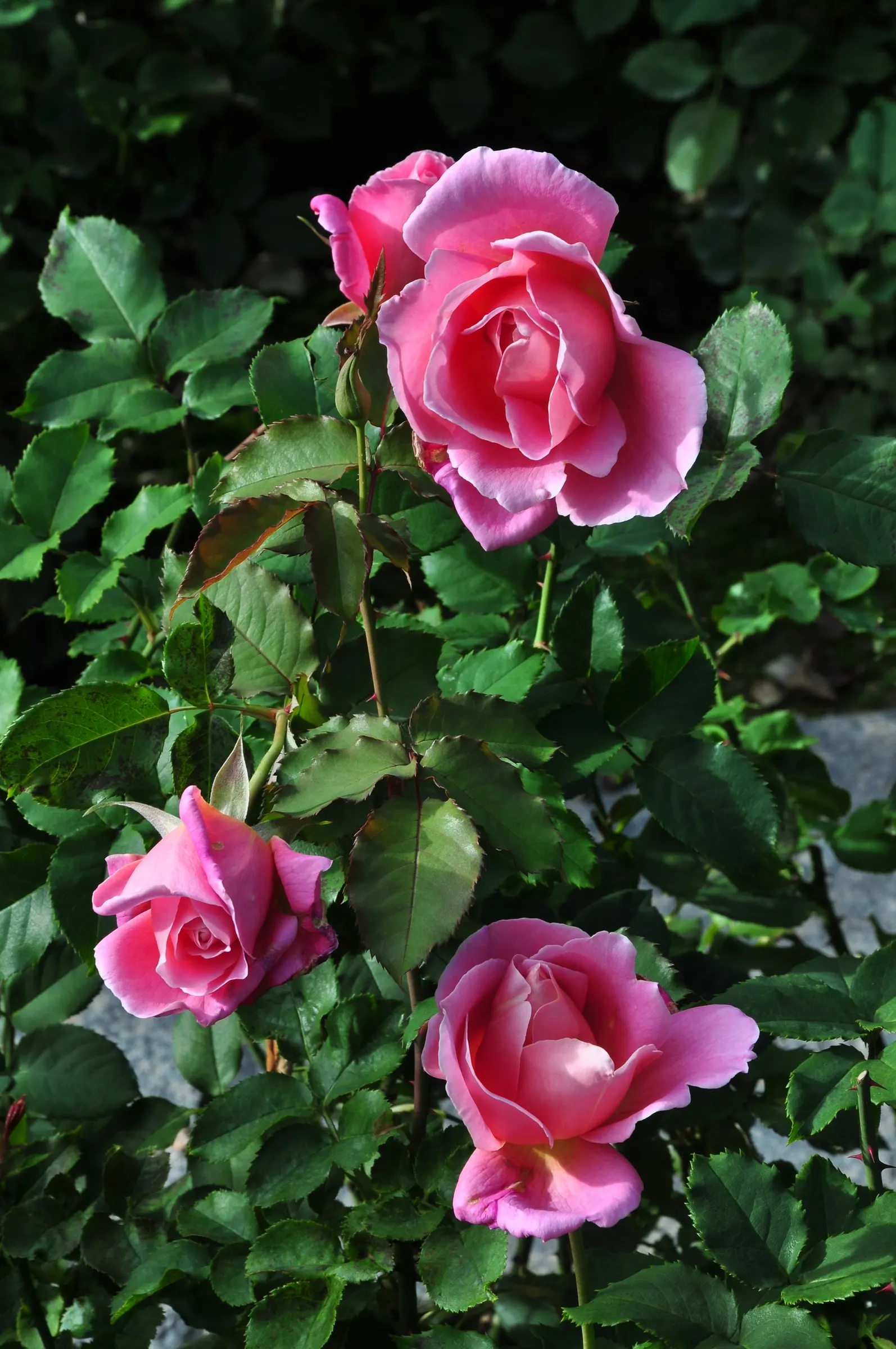 Tiffany Hybrid Tea Rose (Rosa 'Tiffany') — and continual bloom cycle that will enchant onlookers throughout the growing season