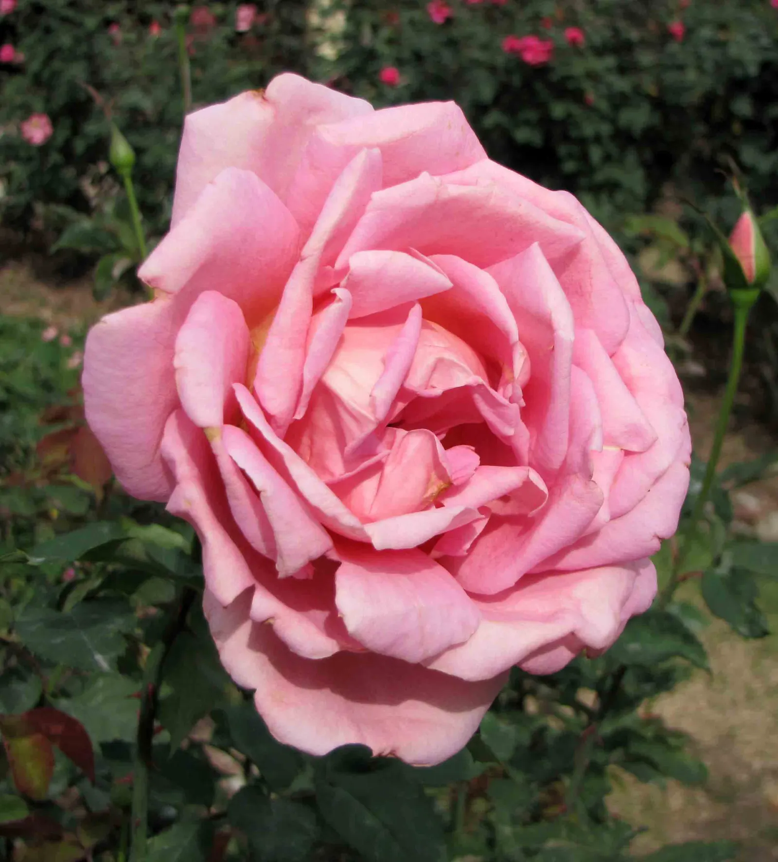 Tiffany Hybrid Tea Rose (Rosa 'Tiffany') — is a prized specimen showcasing lush; full sunlight encourages optimal blooming
