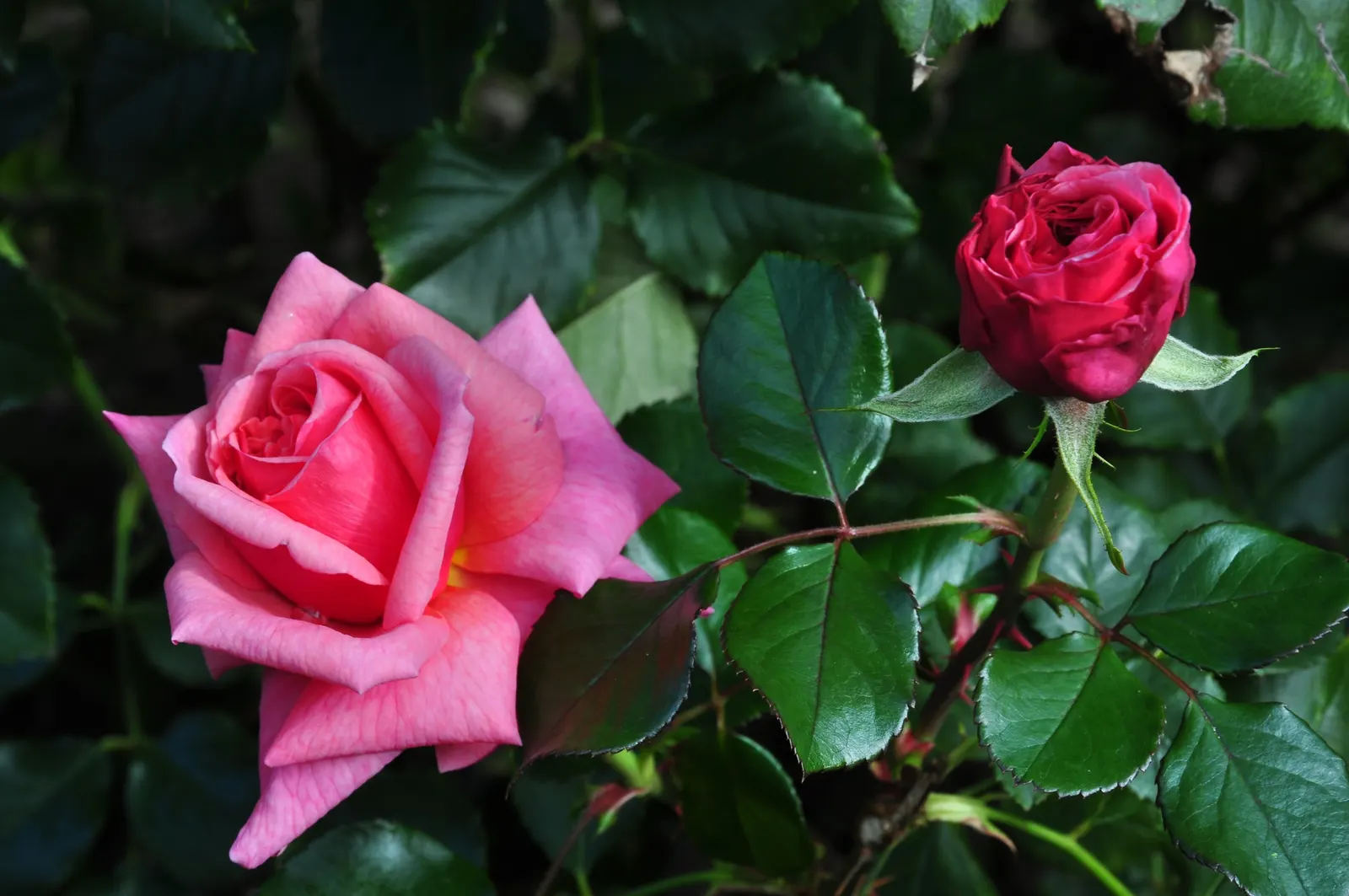 Tiffany Hybrid Tea Rose (Rosa 'Tiffany') — pink petals with peachy undertones and a strong; the flowers typically measure around 4 to 5 inches in diameter and