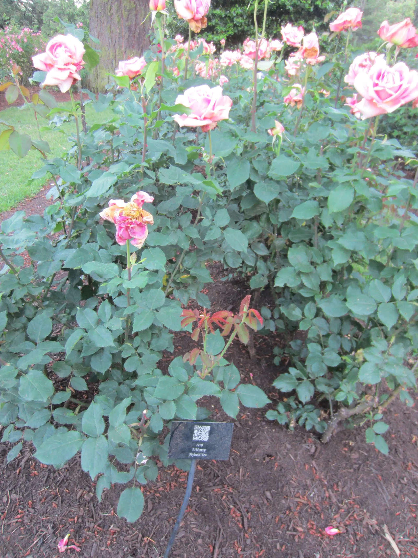 Tiffany Hybrid Tea Rose (Rosa 'Tiffany') — commonly referred to as the Tiffany Hybrid Tea Rose