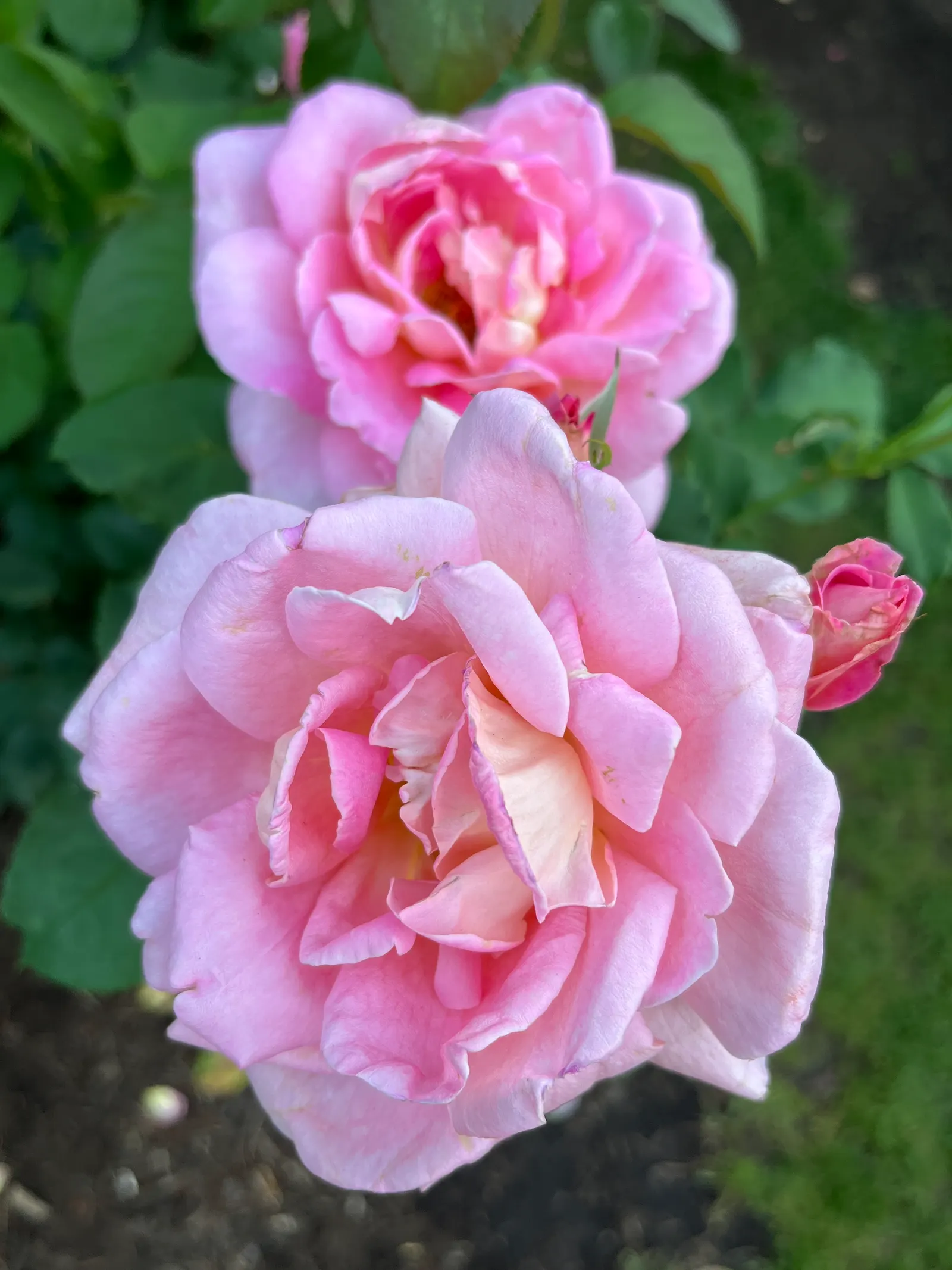 Tiffany Hybrid Tea Rose (Rosa 'Tiffany') — is a prized specimen showcasing lush
