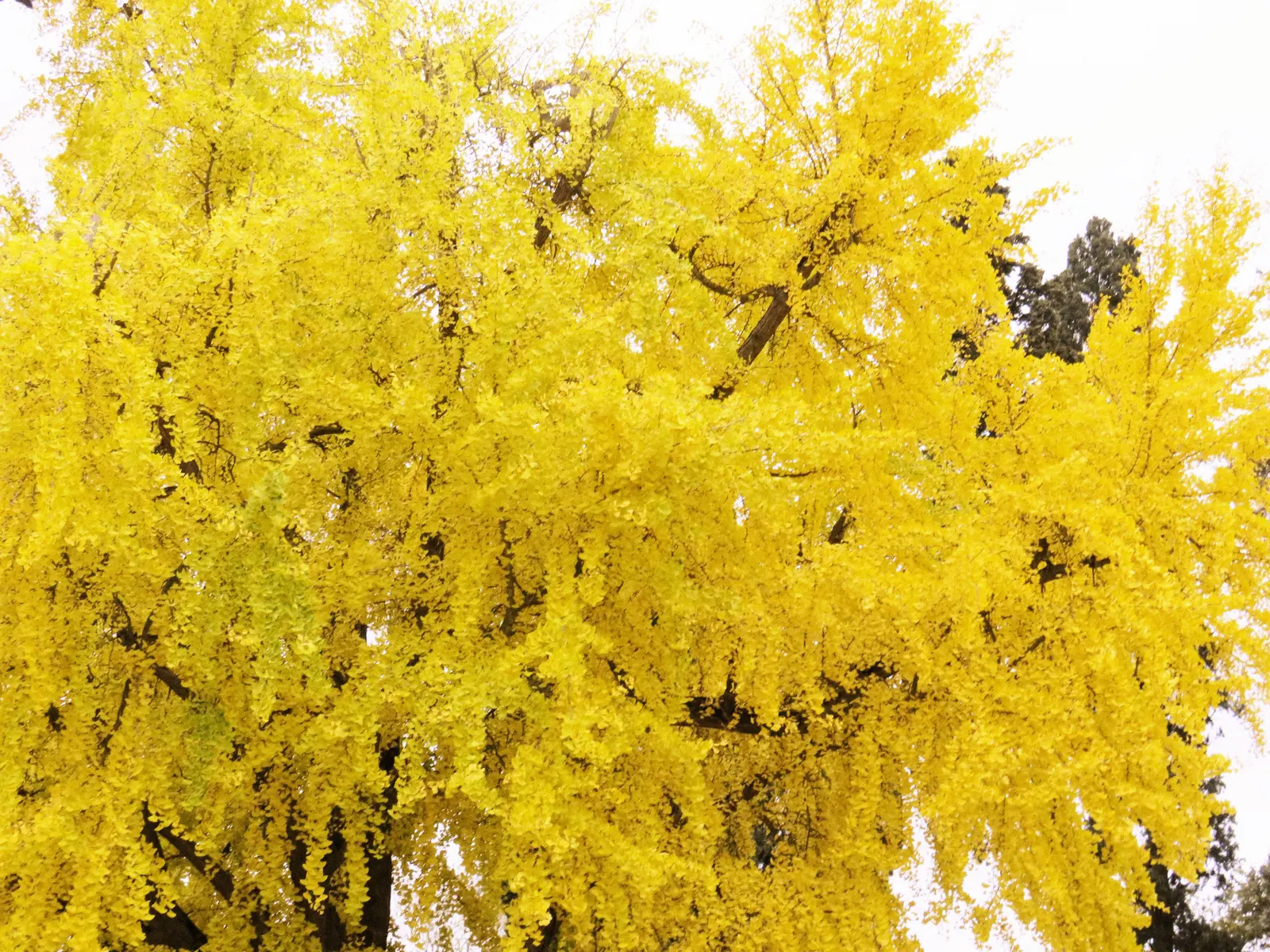 Maidenhair Tree (Ginkgo Biloba) — Dioecious by nature, only male cultivars are recommended for urban planting to avoid messy fruit; broadly pyramidal to