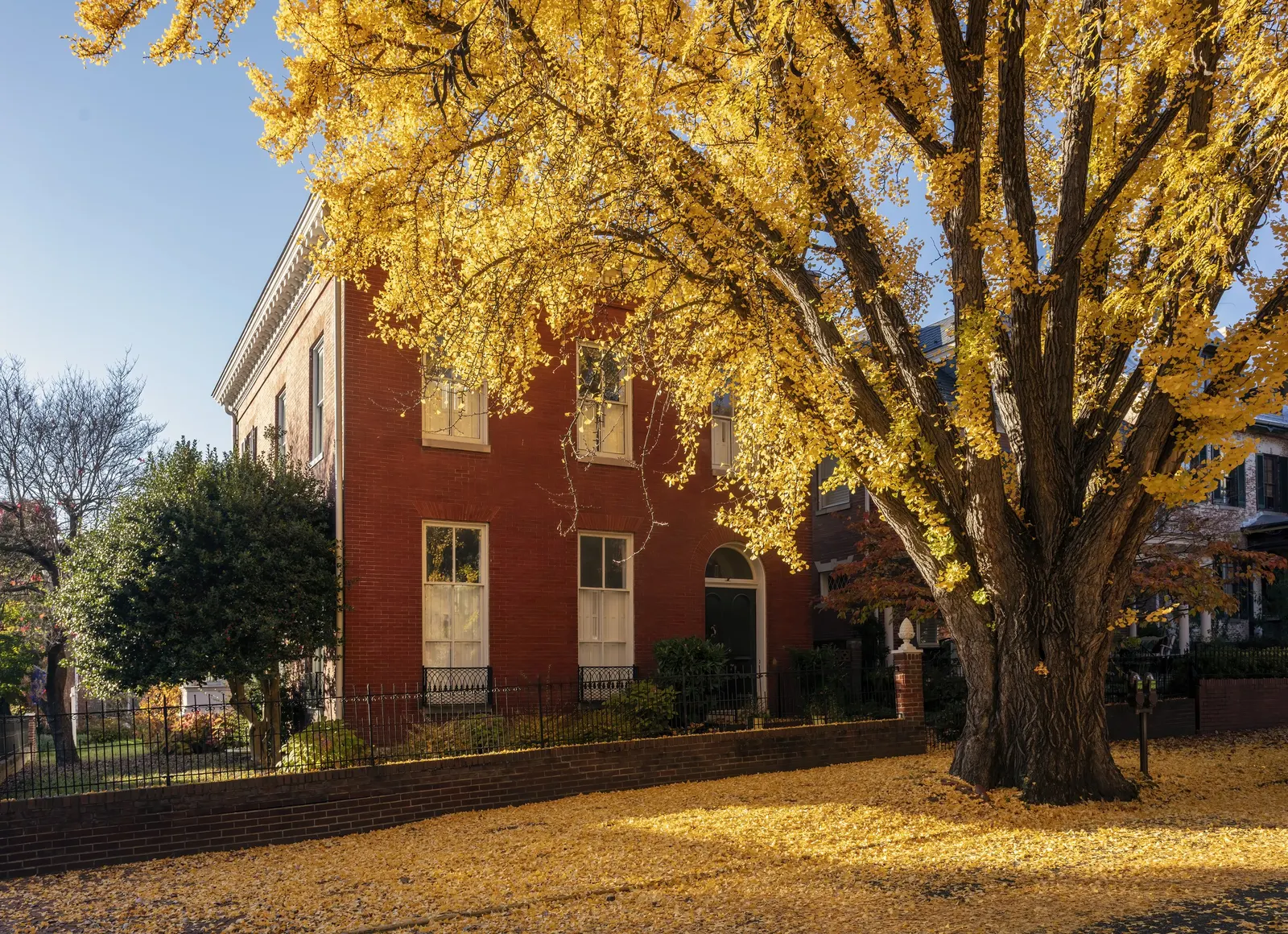 Maidenhair Tree (Ginkgo Biloba) — The species is dioecious, meaning trees are either male or female