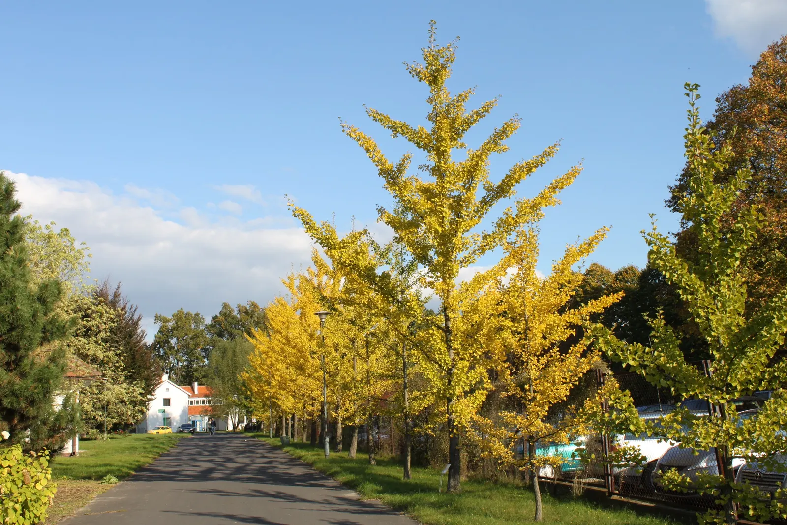 Maidenhair Tree (Ginkgo Biloba) — Note that this tree prefers full sun to partial shade; dioecious by nature, only male cultivars are recommended, image 64