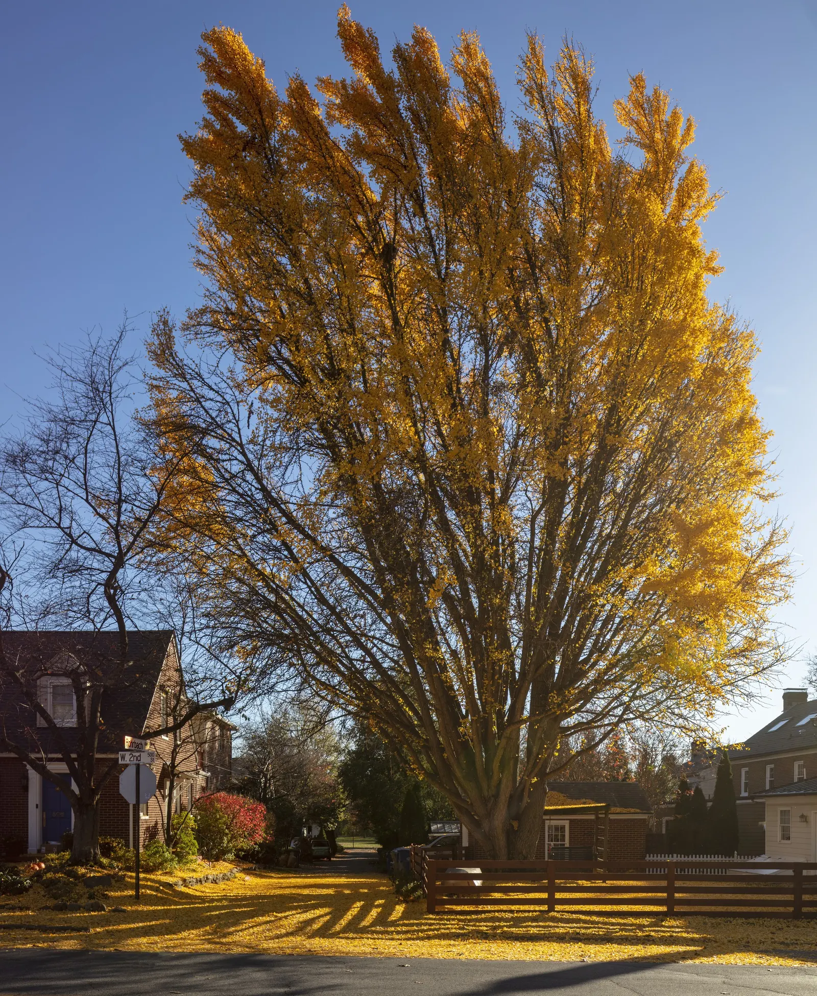 Maidenhair Tree (Ginkgo Biloba) — When designing a landscape; note that this tree prefers full sun to partial shade