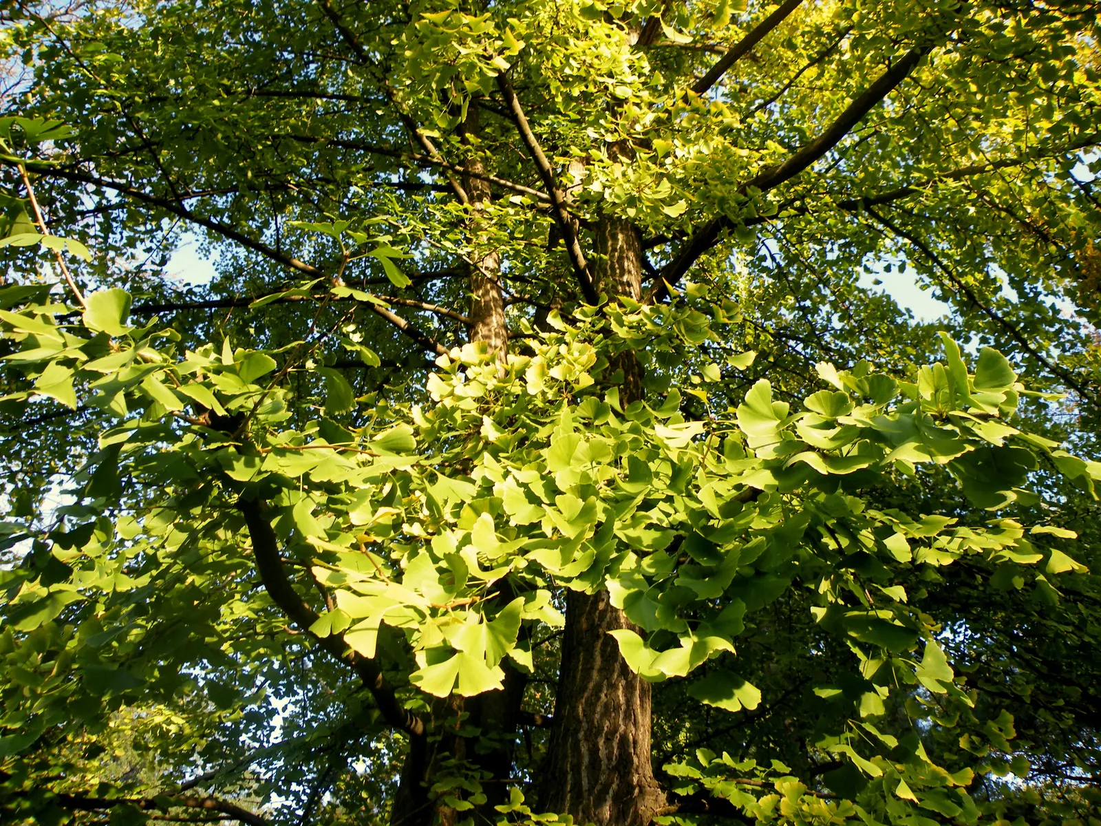 Maidenhair Tree (Ginkgo Biloba) — this prehistoric tree can reach heights of 50-80 feet with a spread of 30-40 feet; making it a sturdy choice for cityscapes