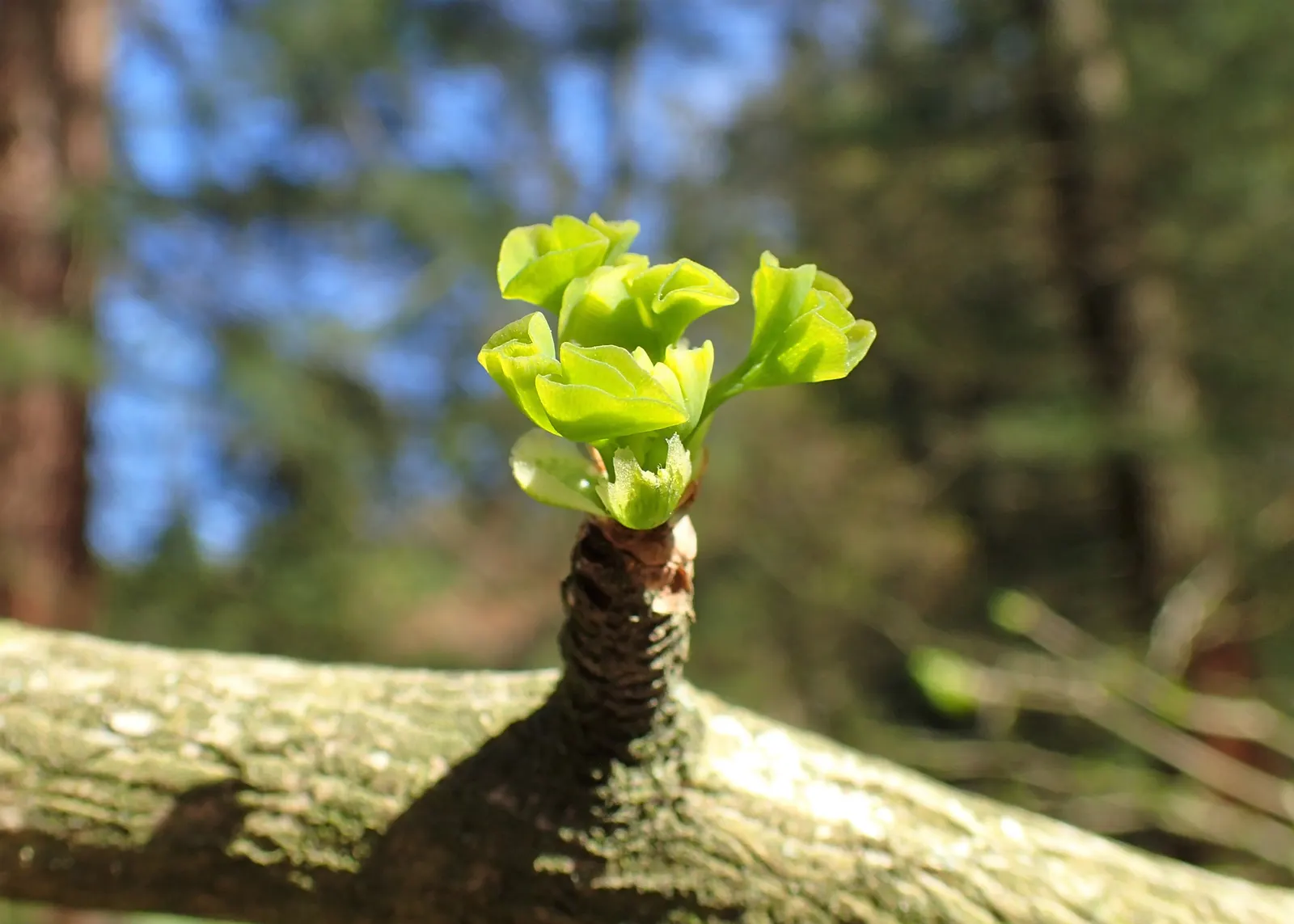 Maidenhair Tree (Ginkgo Biloba) — It is remarkably tolerant of pollution; often revered as a living fossil, image 61