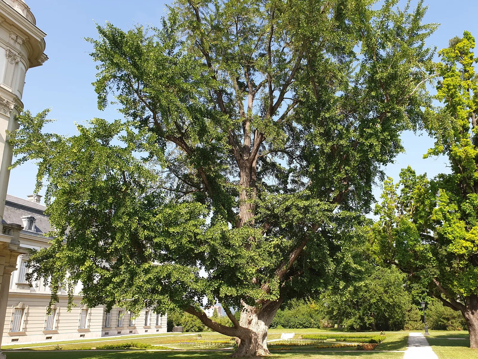 Maidenhair Tree (Ginkgo Biloba) — broadly pyramidal to upright form.<br><br>The leaves are a bright green