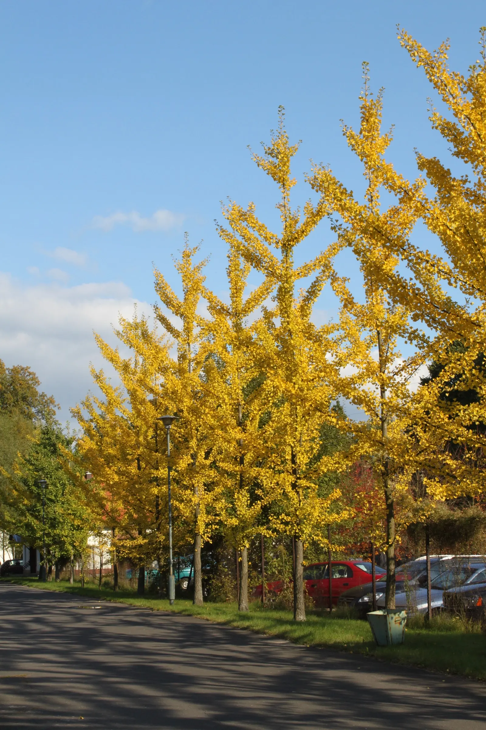 Maidenhair Tree (Ginkgo Biloba) — Dioecious by nature, only male cultivars are recommended for urban planting to avoid messy fruit; broadly, image 71