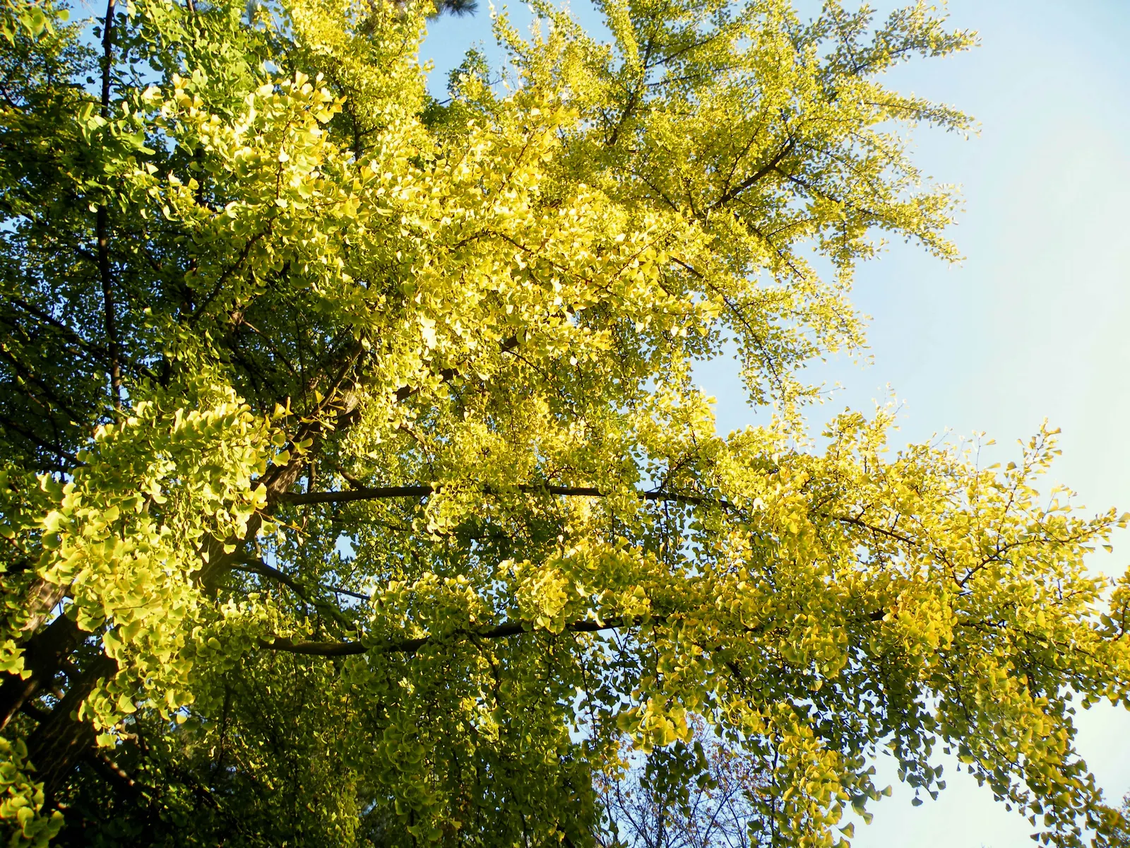 Maidenhair Tree (Ginkgo Biloba) — With a slow to medium growth rate, the Ginkho offers lasting beauty and enduring strength in the garden space