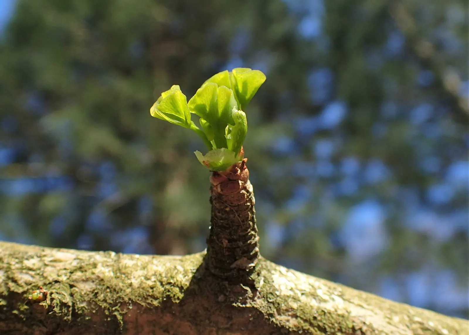 Maidenhair Tree (Ginkgo Biloba) — making it a sturdy choice for cityscapes as well as residential properties; these leaves are typically 2 to 3, image 62