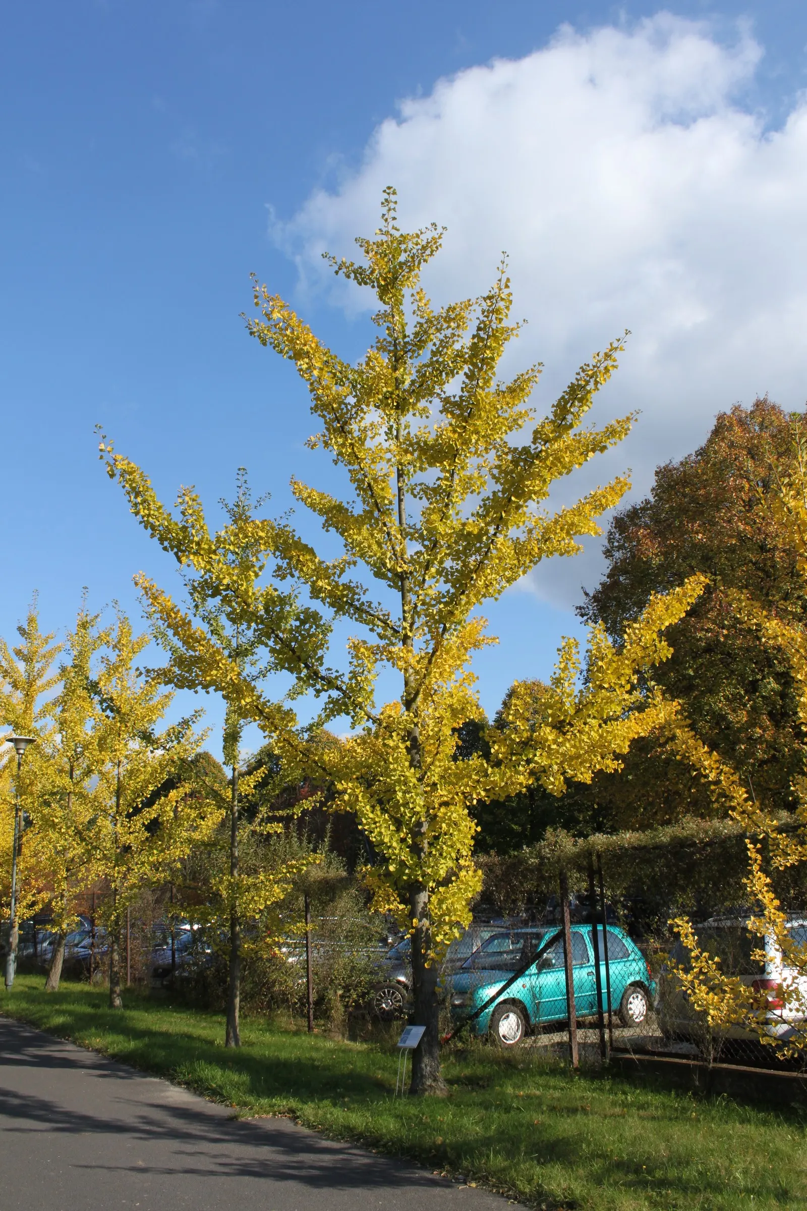 Maidenhair Tree (Ginkgo Biloba) — When designing a landscape; note that this tree prefers full sun to partial shade, image 63