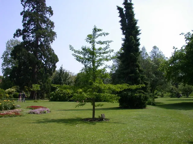 Maidenhair Tree (Ginkgo Biloba) — Often revered as a living fossil