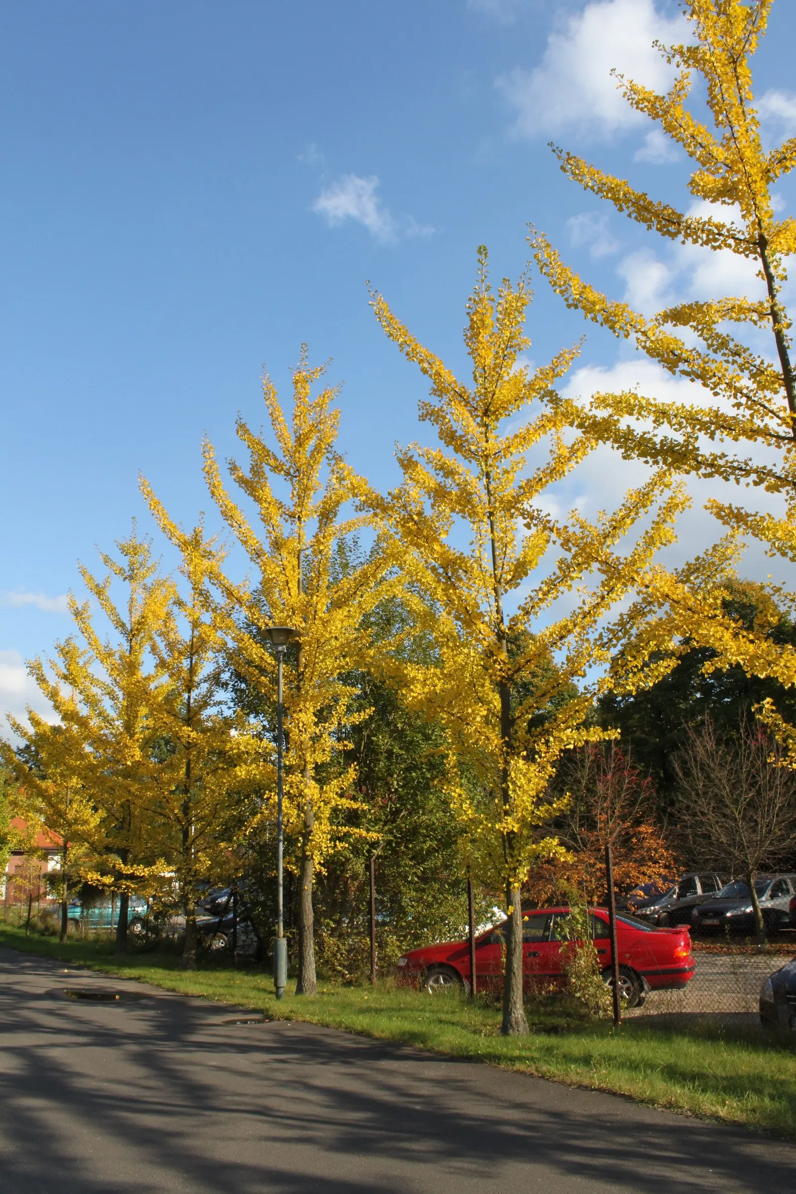 Maidenhair Tree (Ginkgo Biloba) — It thrives in zones 3-8, prefers full sun to partial shade, and tolerates a range of soil types; this prehistoric, image 70