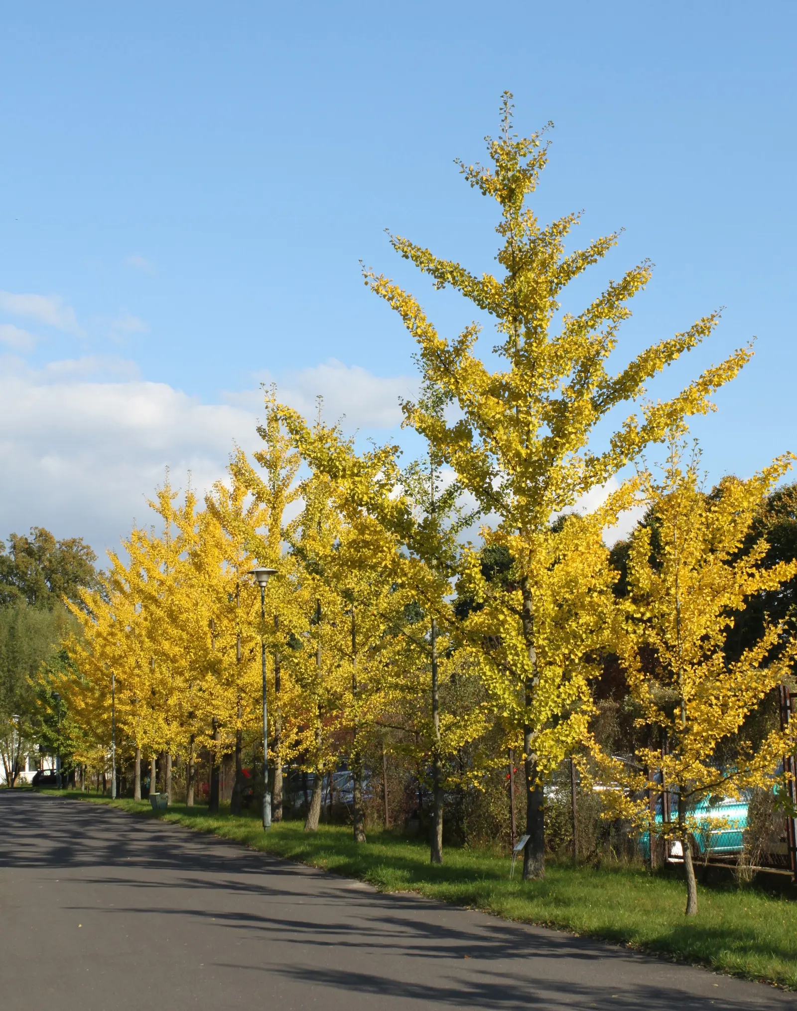 Maidenhair Tree (Ginkgo Biloba) — Often revered as a living fossil; it is remarkably tolerant of pollution, image 72