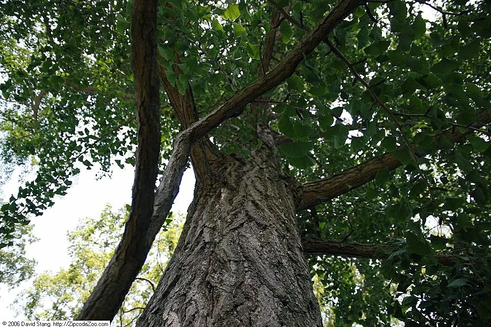 Maidenhair Tree (Ginkgo Biloba) — deciduous specimen with fan-shaped leaves that turn vivid yellow in fall; it thrives in zones 3-8, prefers full, image 45