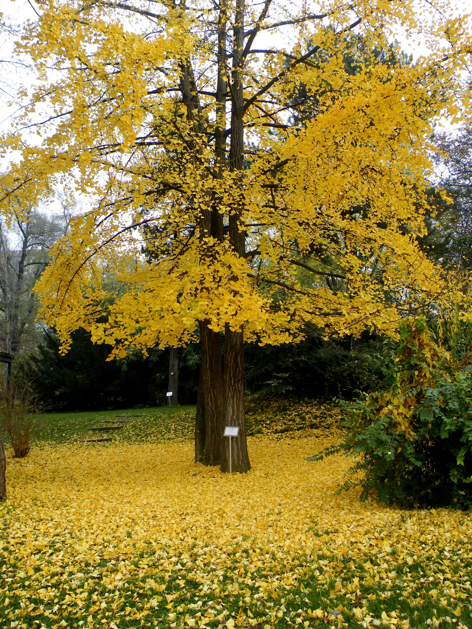 Maidenhair Tree (Ginkgo Biloba) — Often revered as a living fossil; it is remarkably tolerant of pollution