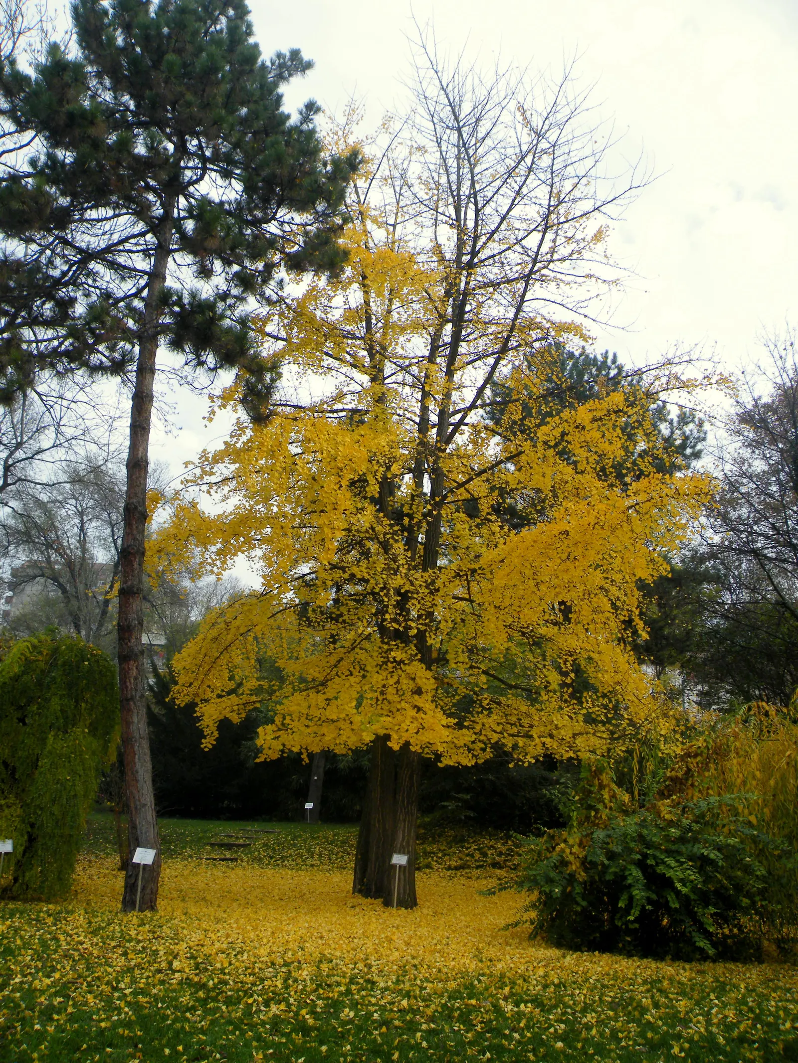 Maidenhair Tree (Ginkgo Biloba) — Note that this tree prefers full sun to partial shade
