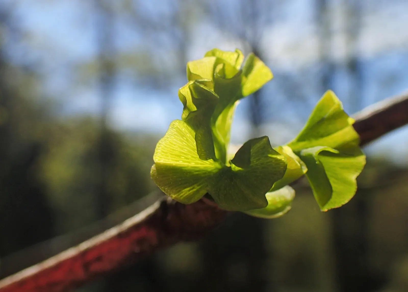Maidenhair Tree (Ginkgo Biloba) — With a slow to medium growth rate, the Ginkho offers lasting beauty and enduring strength in the garden space, image 65