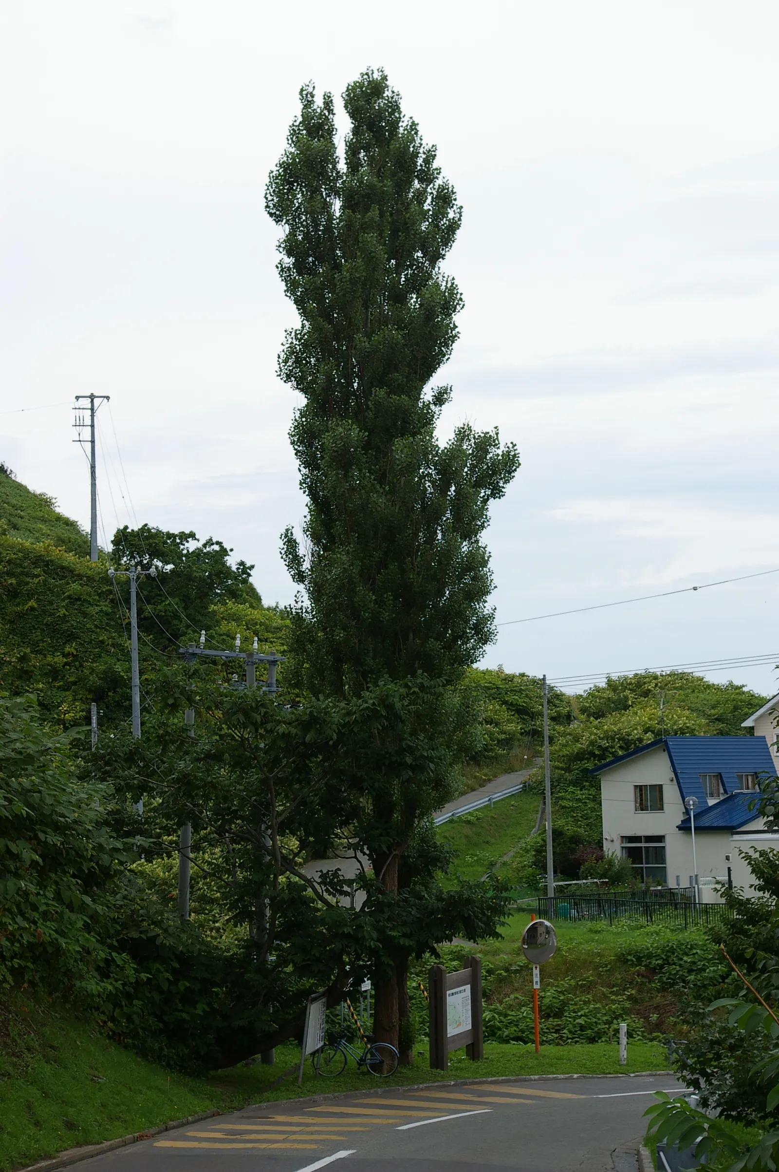 Maidenhair Tree (Ginkgo Biloba) — reaching an average height of 35 to 50 feet with a spread of 25 to 35 feet at maturity; its canopy develops a, image 74