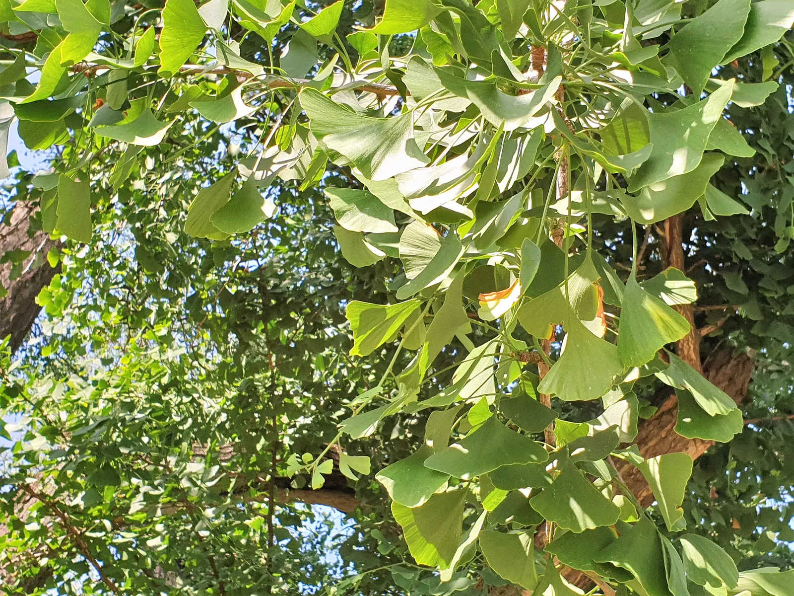 Maidenhair Tree (Ginkgo Biloba) — Its canopy develops a dignified