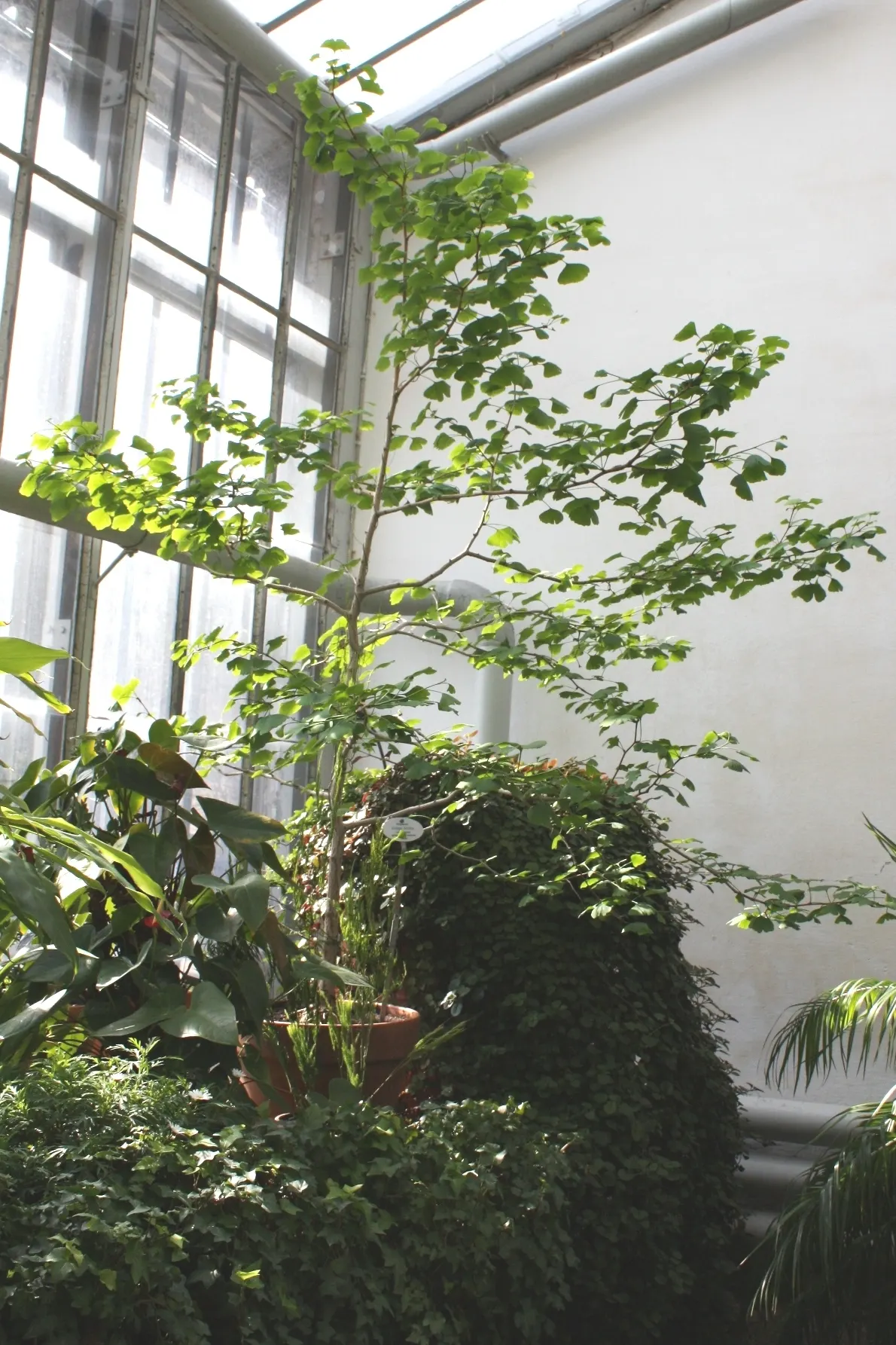 Maidenhair Tree (Ginkgo Biloba) — With a slow to medium growth rate, the Ginkho offers lasting beauty and enduring strength in the garden space, image 87
