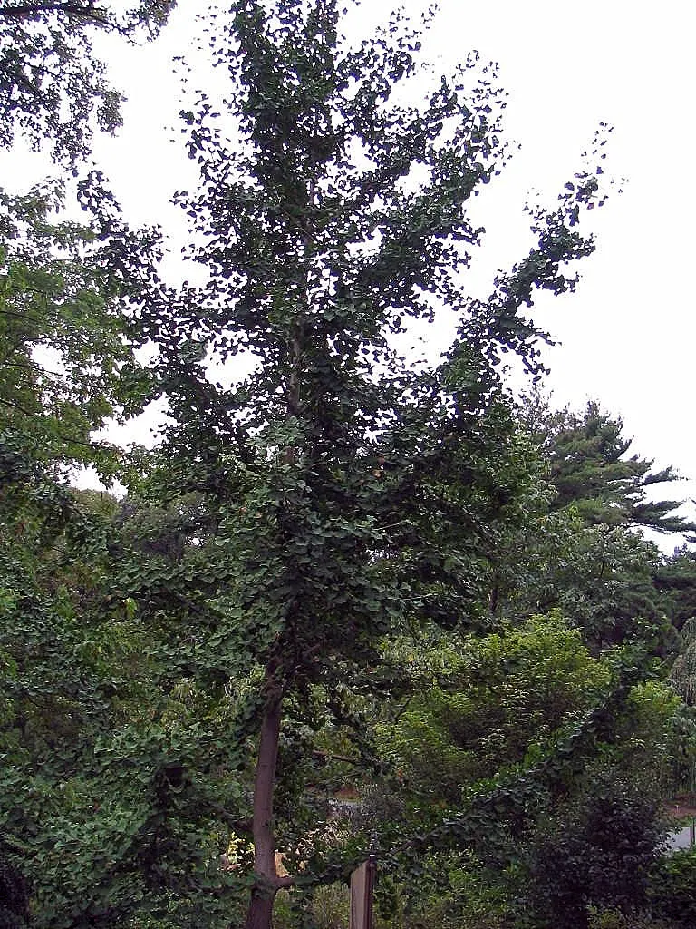 Maidenhair Tree (Ginkgo Biloba) — It is remarkably tolerant of pollution; often revered as a living fossil