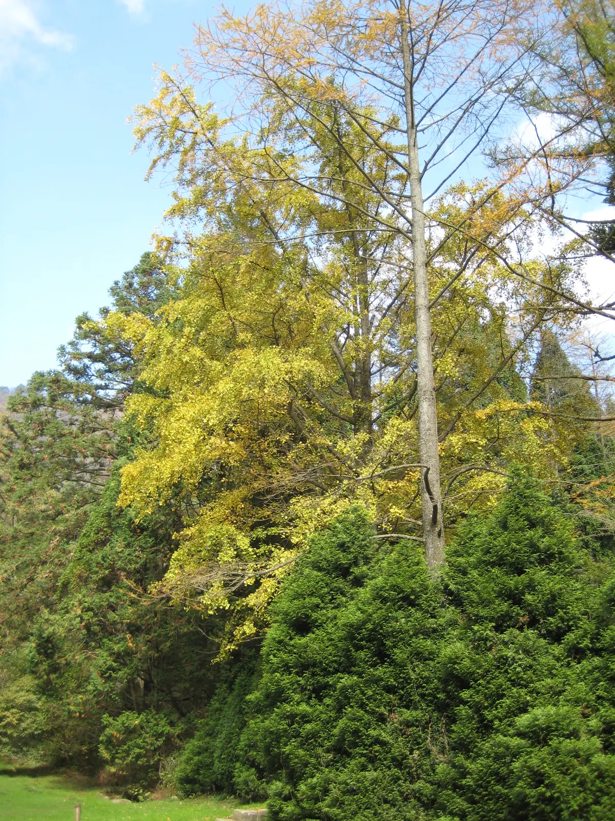 Maidenhair Tree (Ginkgo Biloba) — reaching an average height of 35 to 50 feet with a spread of 25 to 35 feet at maturity; its canopy develops a, image 96