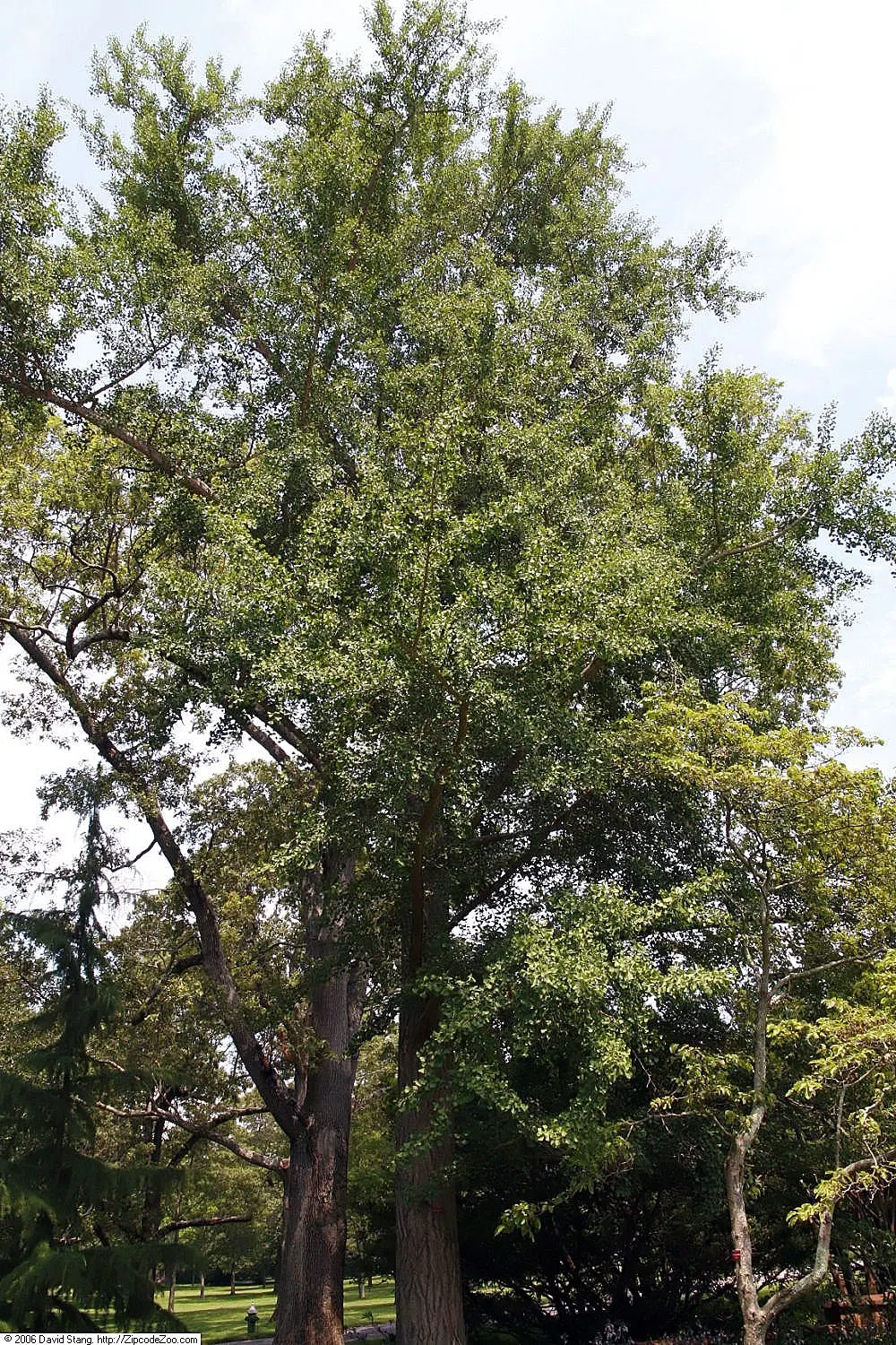 Maidenhair Tree (Ginkgo Biloba) — Dioecious by nature, only male cultivars are recommended for urban planting to avoid messy fruit