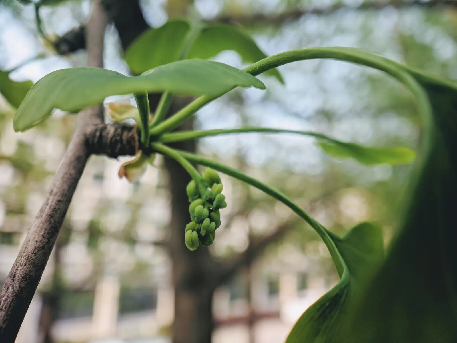 Maidenhair Tree (Ginkgo Biloba) — The species is dioecious, meaning trees are either male or female; with a slow to medium growth rate, the Ginkho offers