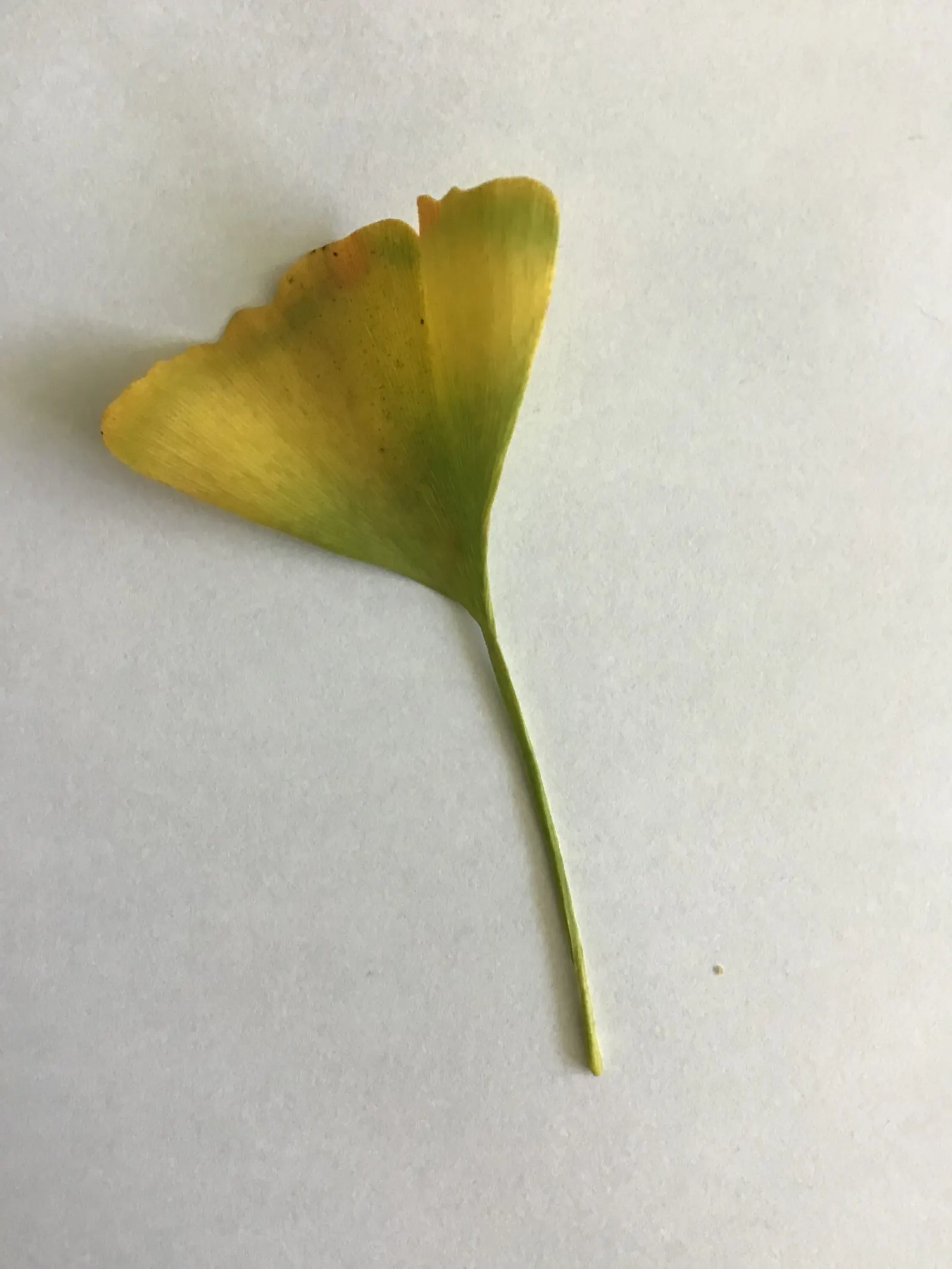 Maidenhair Tree (Ginkgo Biloba) — deciduous specimen with fan-shaped leaves that turn vivid yellow in fall; it thrives in zones 3-8, prefers full sun to