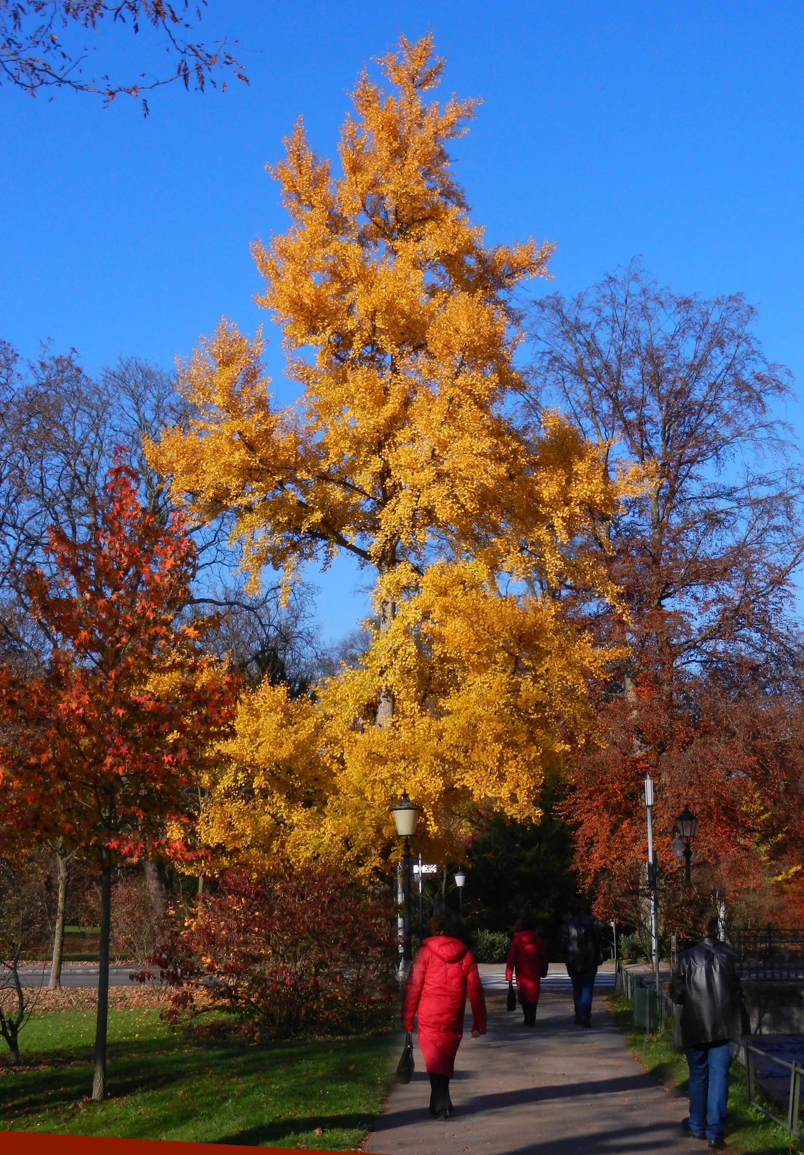 Maidenhair Tree (Ginkgo Biloba) — Its canopy develops a dignified; the species is dioecious, meaning trees are either male or female, image 97