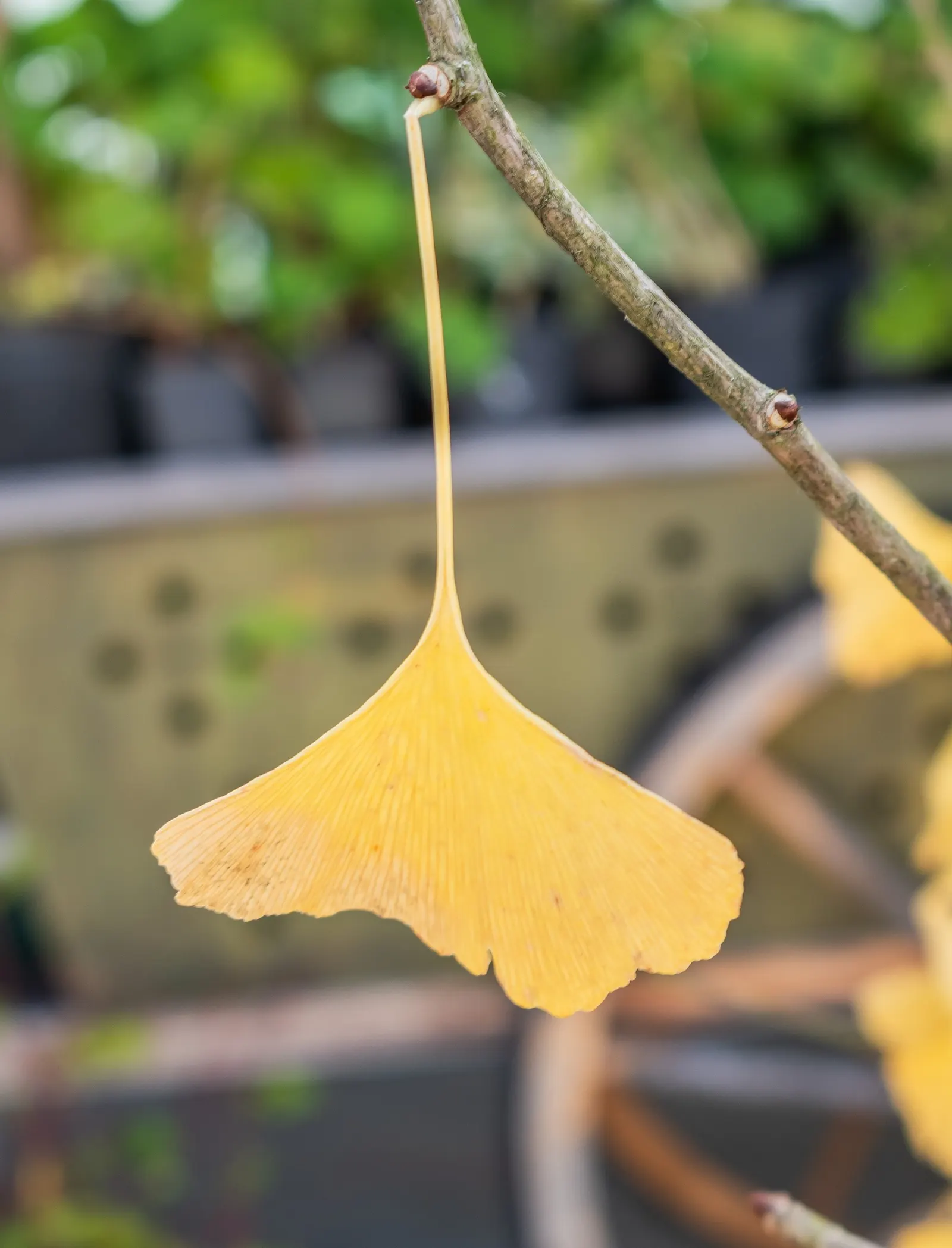 Maidenhair Tree (Ginkgo Biloba) — turning a spectacular yellow hue in the fall; reaching an average height of 35 to 50 feet with a spread of 25 to, image 77